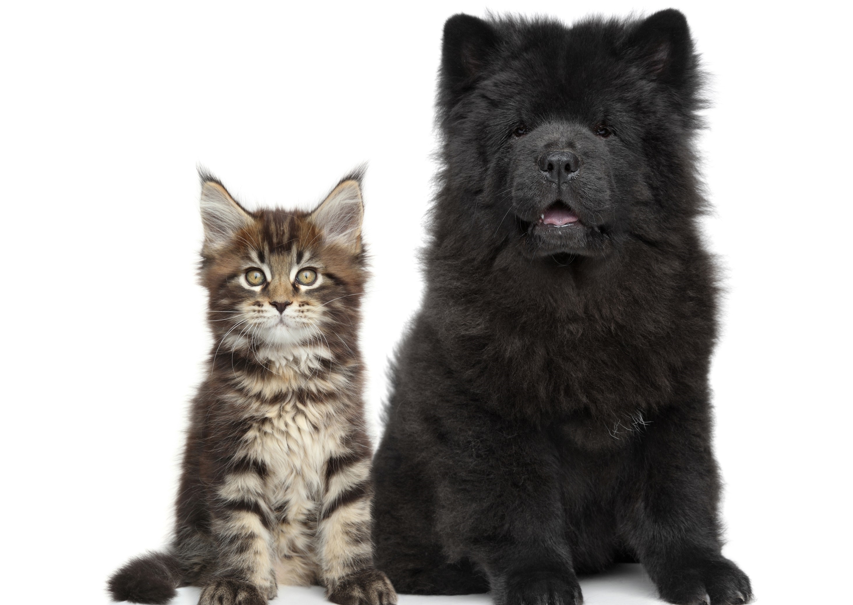 PCデスクトップに動物, ネコ, 犬, キャット＆ドッグ画像を無料でダウンロード