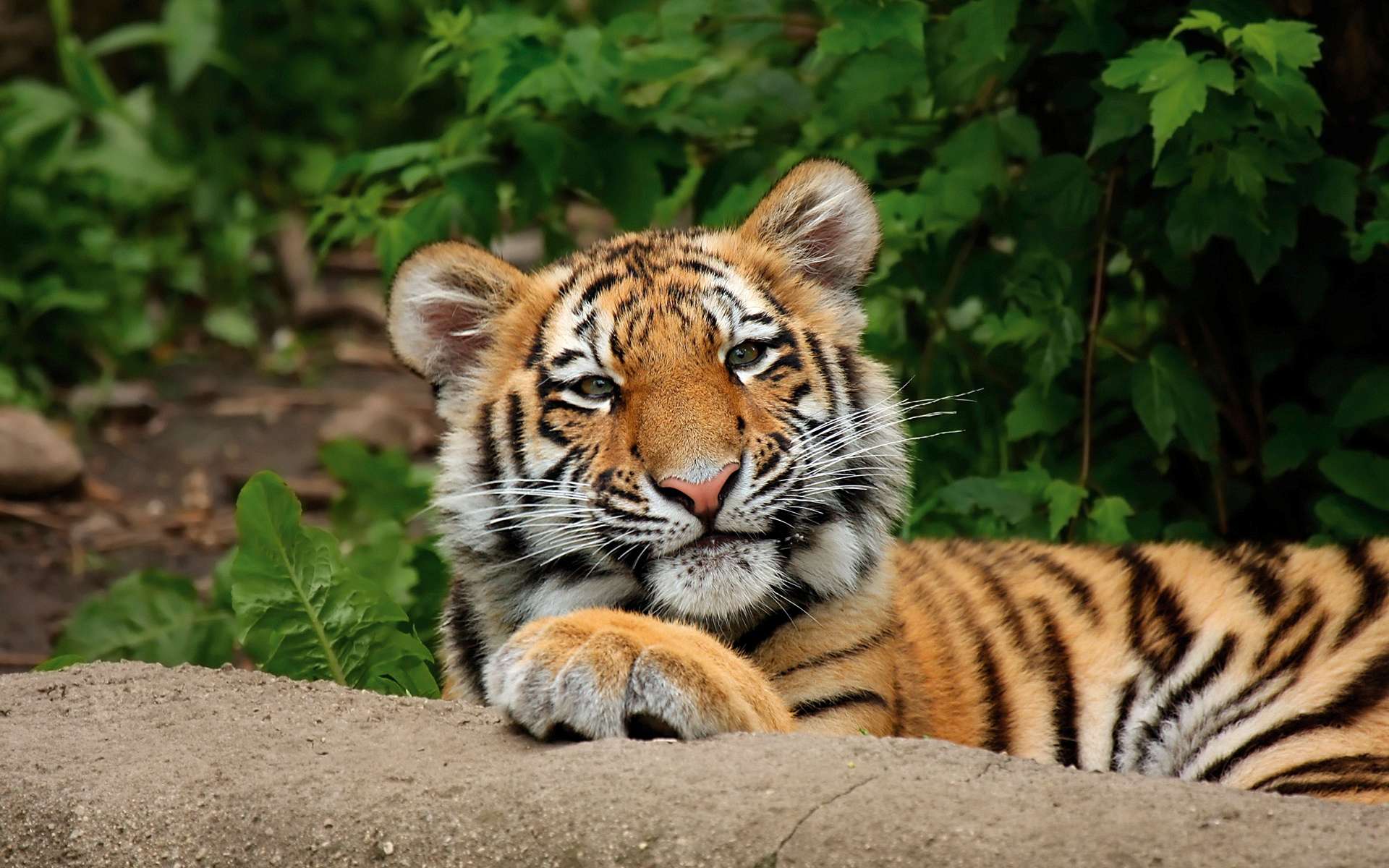 Download mobile wallpaper Cats, Tiger, Animal for free.