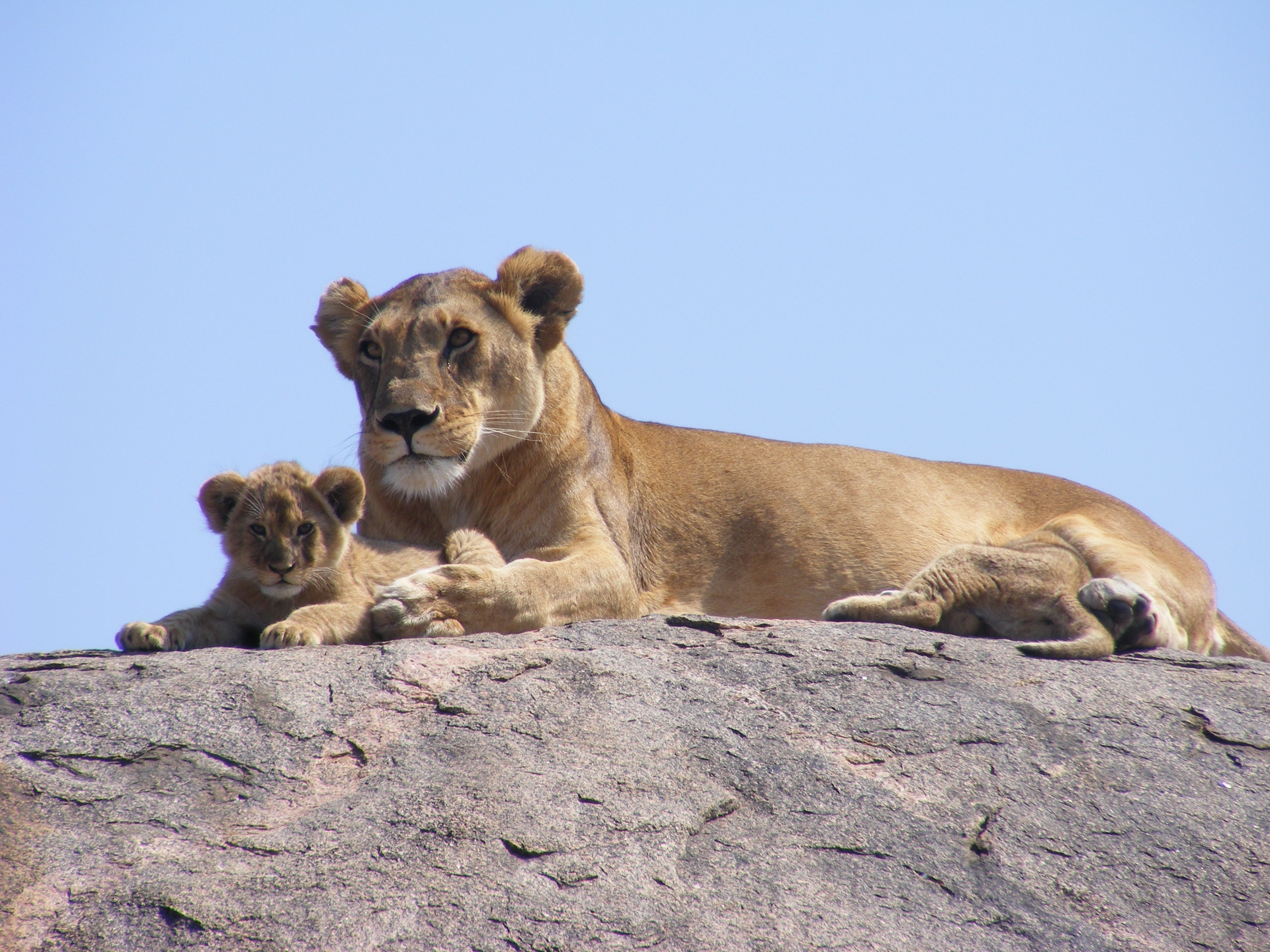 60536 Hintergrundbild herunterladen afrika, tiere, lions, junge, safari, joey - Bildschirmschoner und Bilder kostenlos