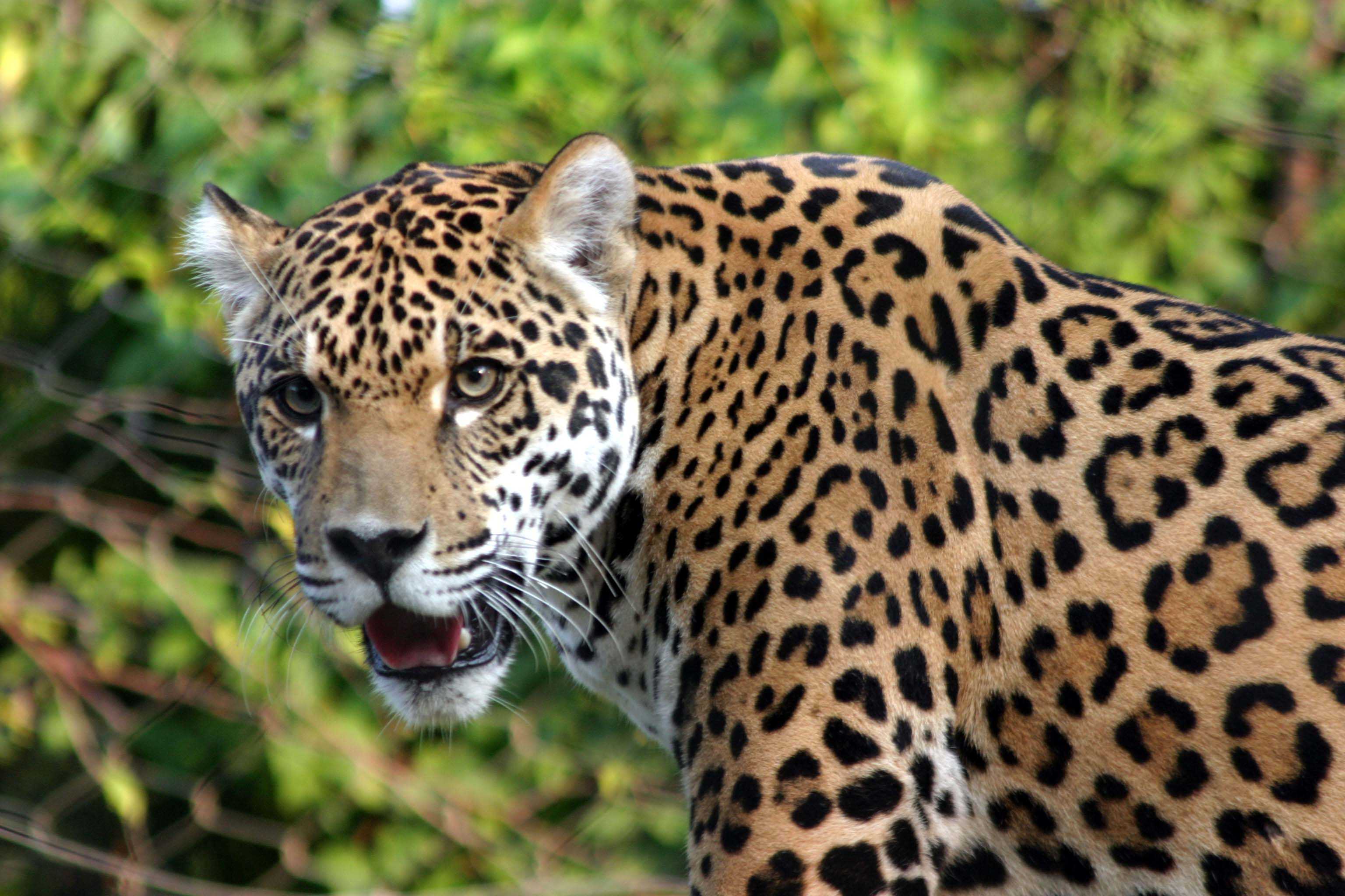 Free download wallpaper Cats, Jaguar, Animal on your PC desktop