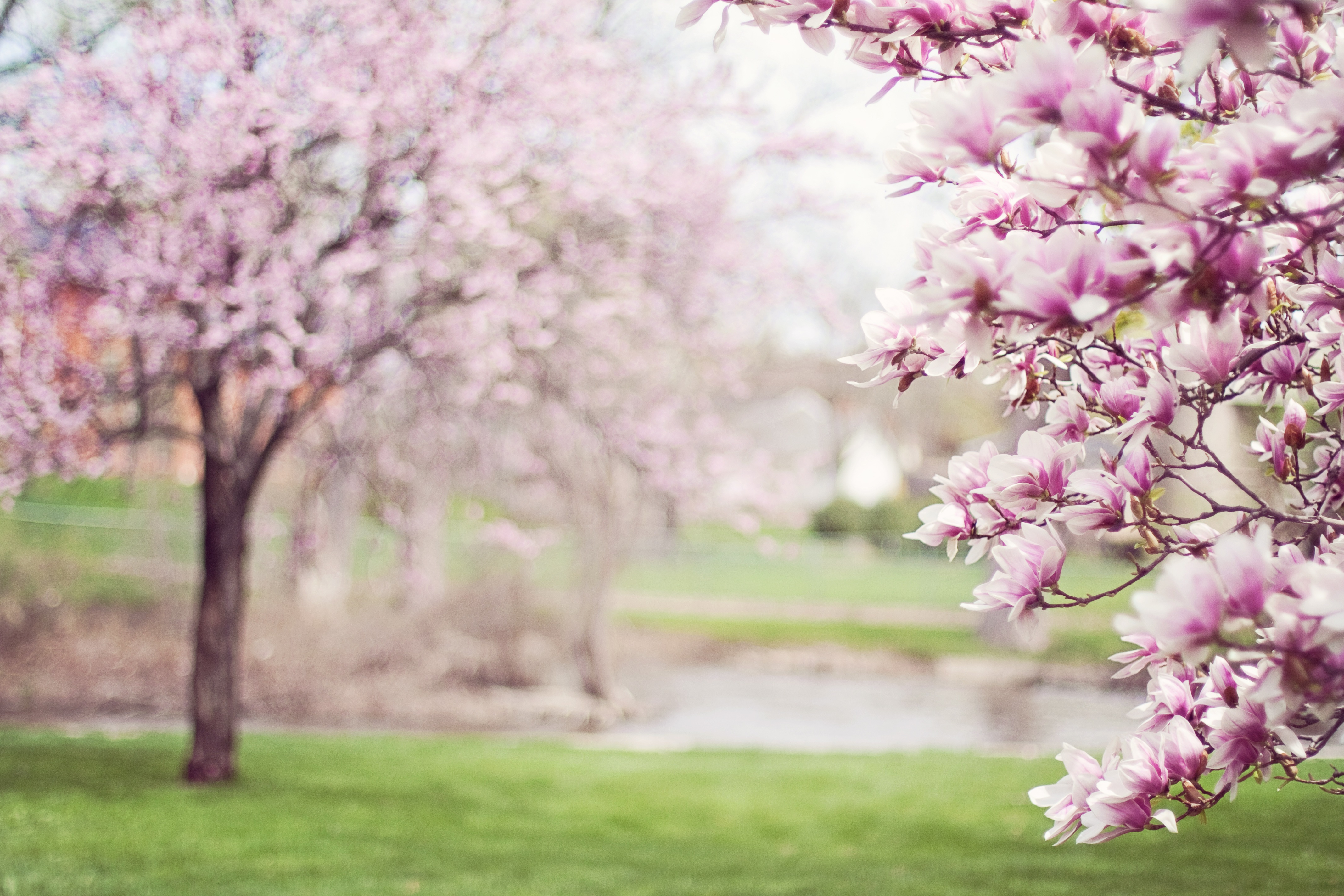earth, blossom, depth of field, magnolia, nature, park, pink flower, spring, tree, flowers