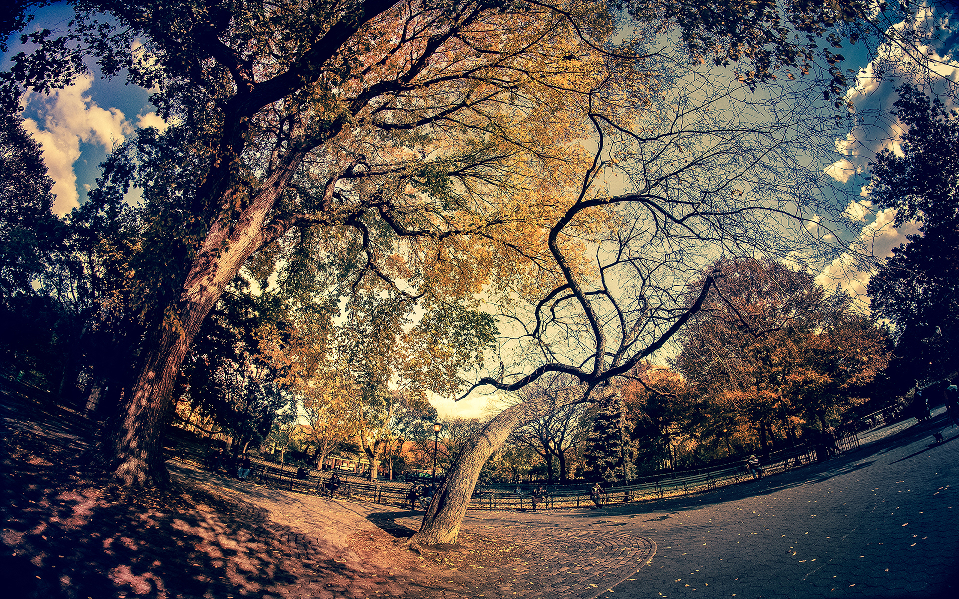 Download mobile wallpaper Park, Tree, Photography, Fisheye for free.