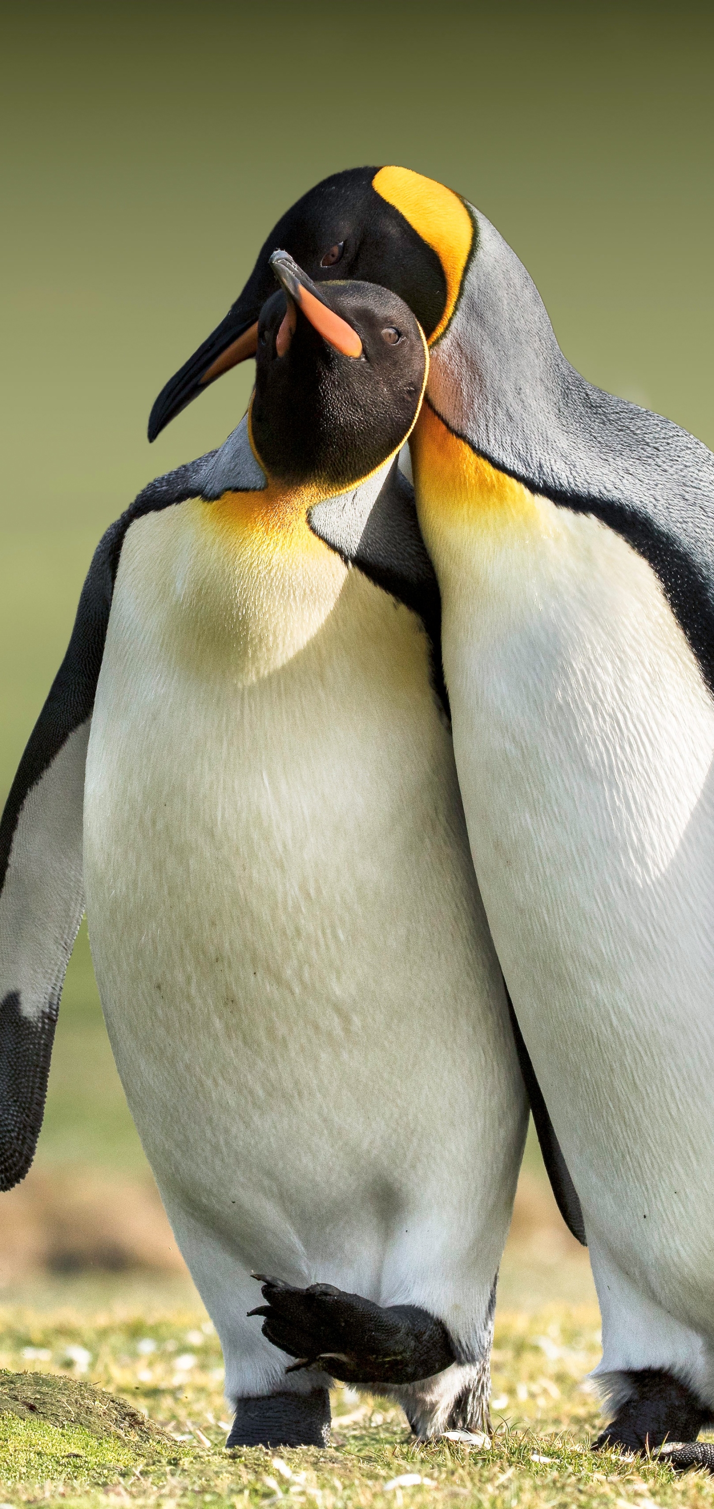 Download mobile wallpaper Birds, Animal, Penguin for free.