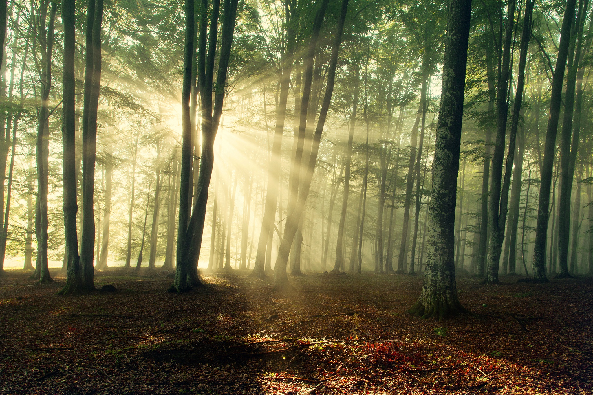 Handy-Wallpaper Natur, Wald, Sonnenstrahl, Erde/natur kostenlos herunterladen.