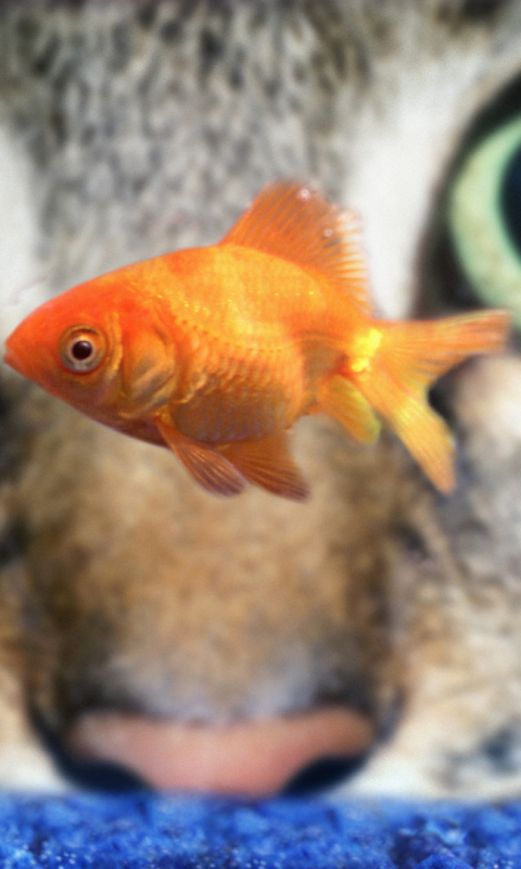 Download mobile wallpaper Macro, Animal, Aquarium, Fish, Goldfish for free.