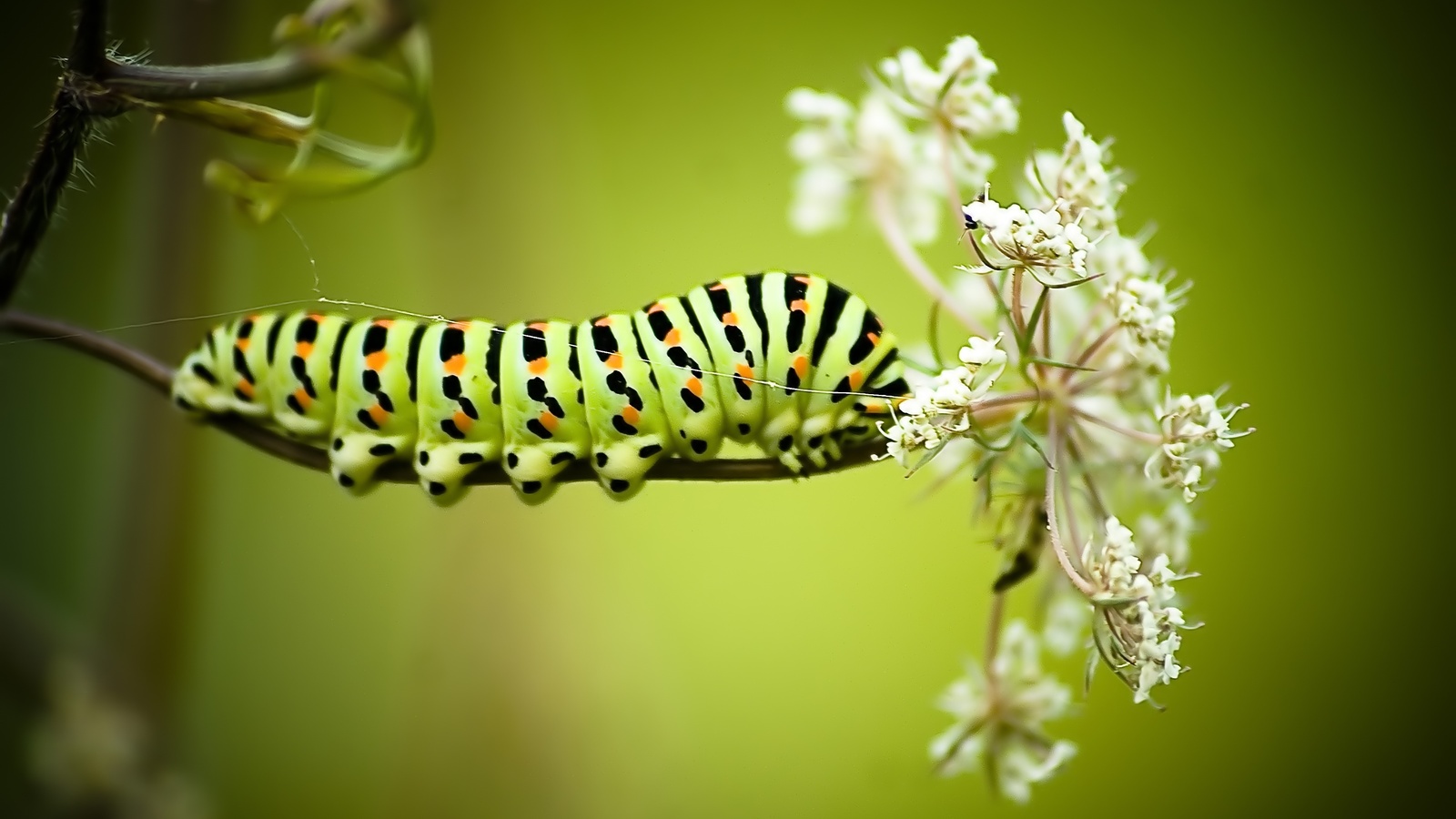 Download mobile wallpaper Animal, Caterpillar for free.