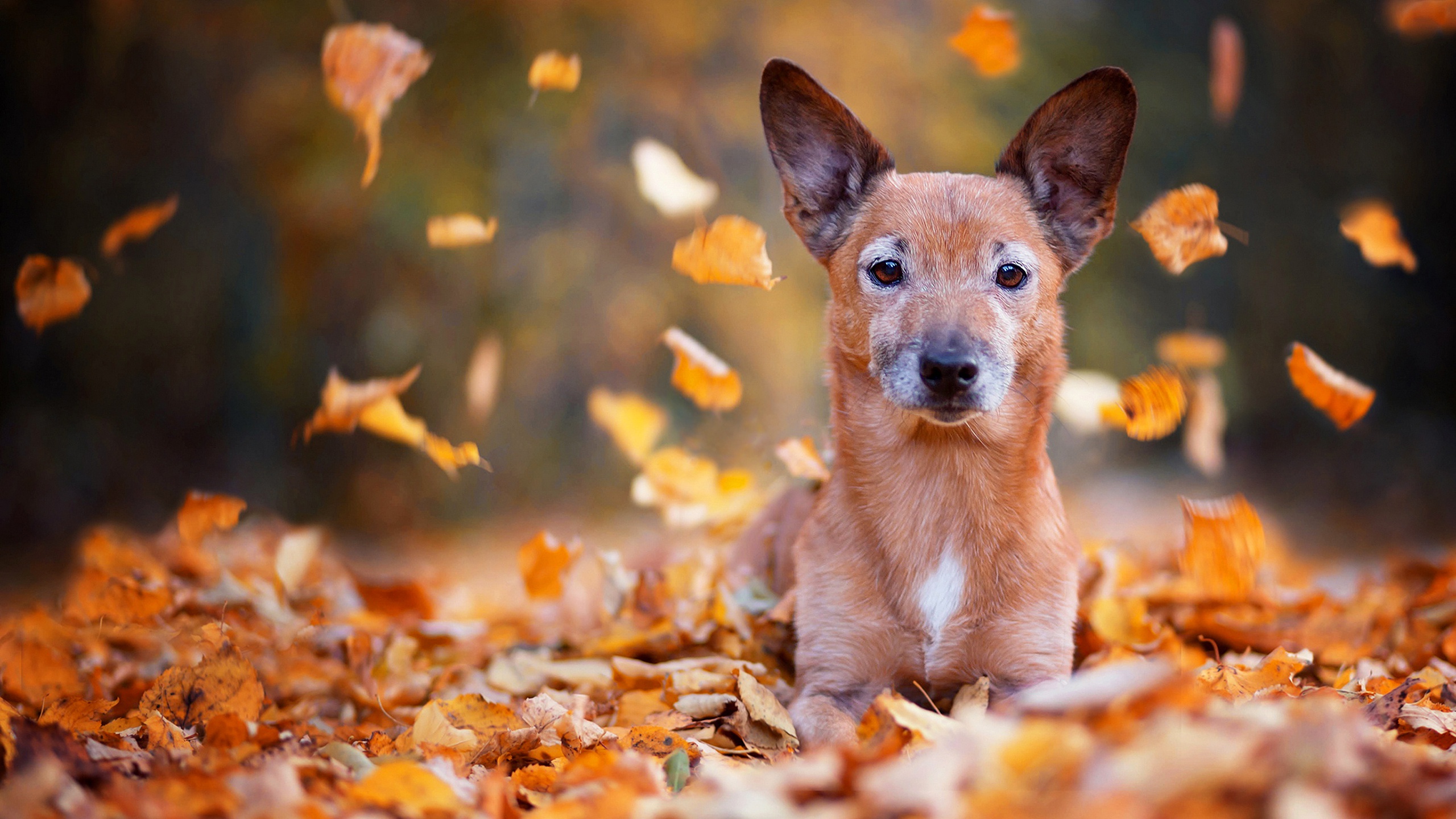 Download mobile wallpaper Dogs, Dog, Leaf, Fall, Animal, Depth Of Field for free.