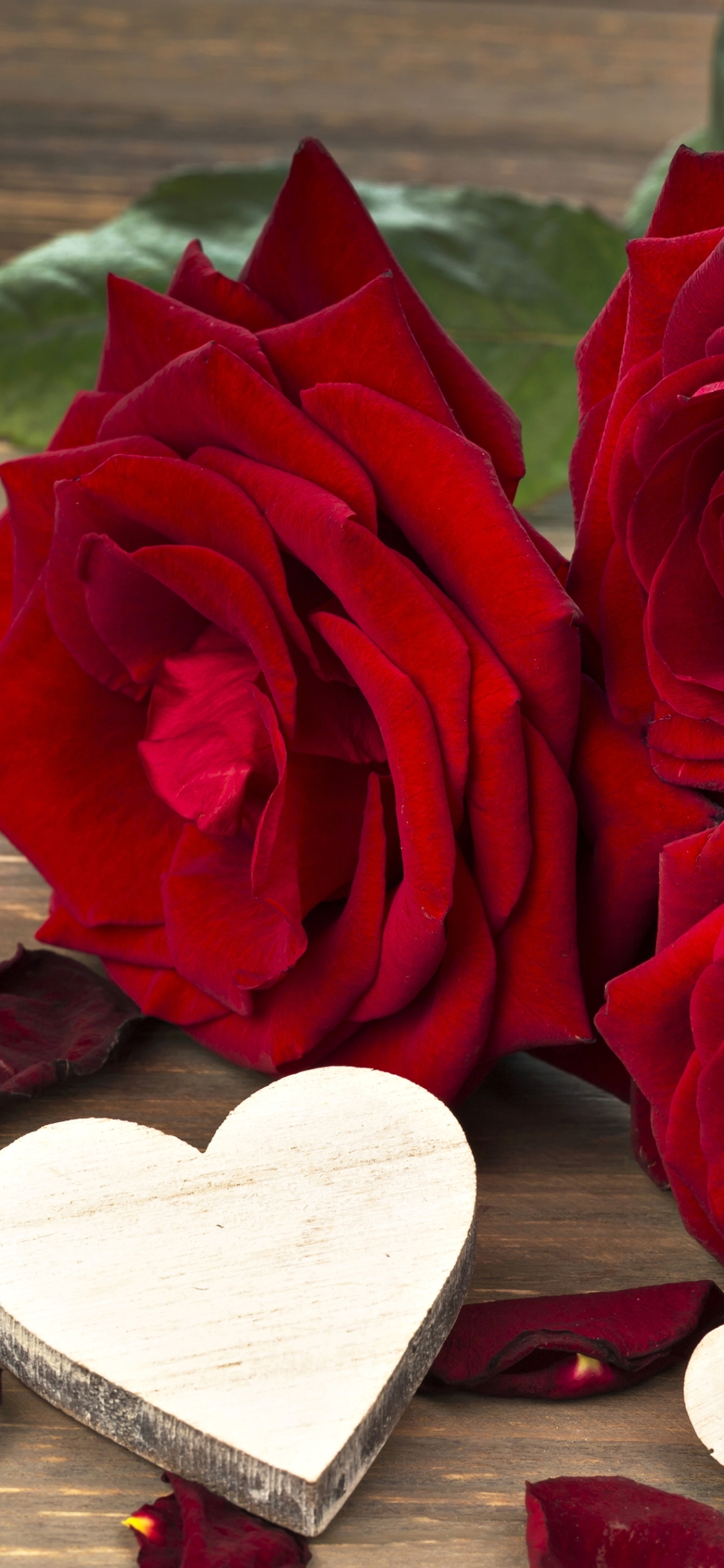 Download mobile wallpaper Flowers, Love, Flower, Rose, Earth, Red Rose, Romantic, Red Flower for free.