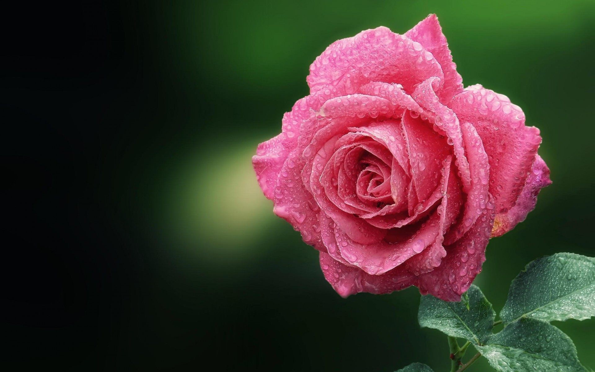 Download mobile wallpaper Nature, Flowers, Flower, Macro, Rose, Earth, Pink Flower for free.