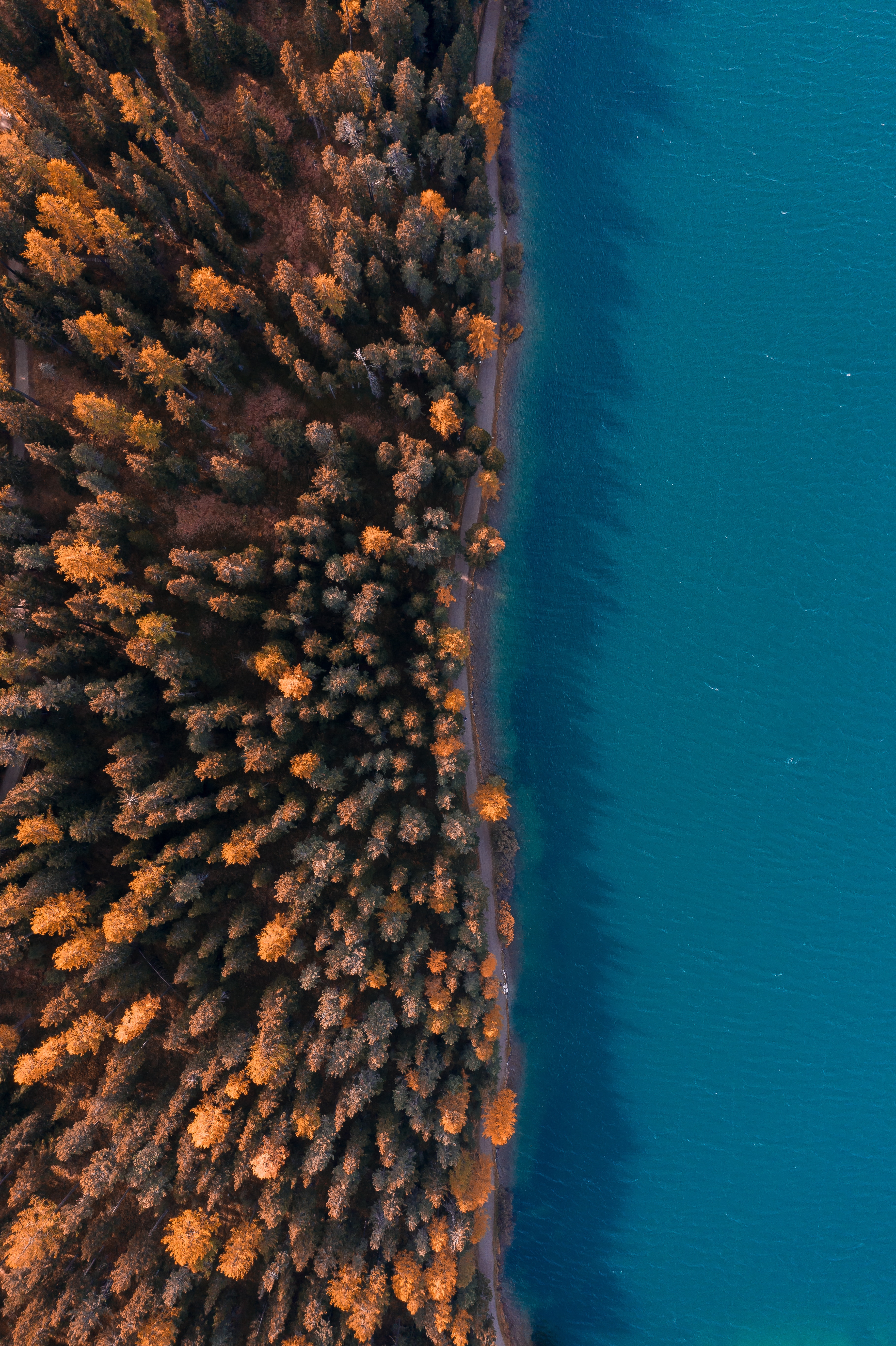 view from above, water, nature, trees, sea, coast, forest
