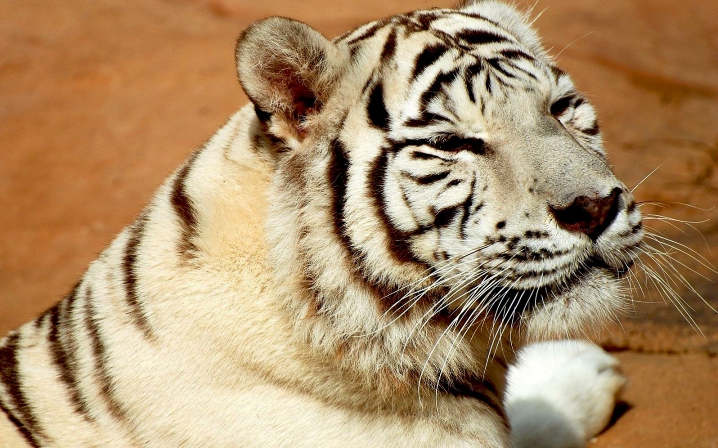 49119 Bild herunterladen tiere, tigers, gelb - Hintergrundbilder und Bildschirmschoner kostenlos
