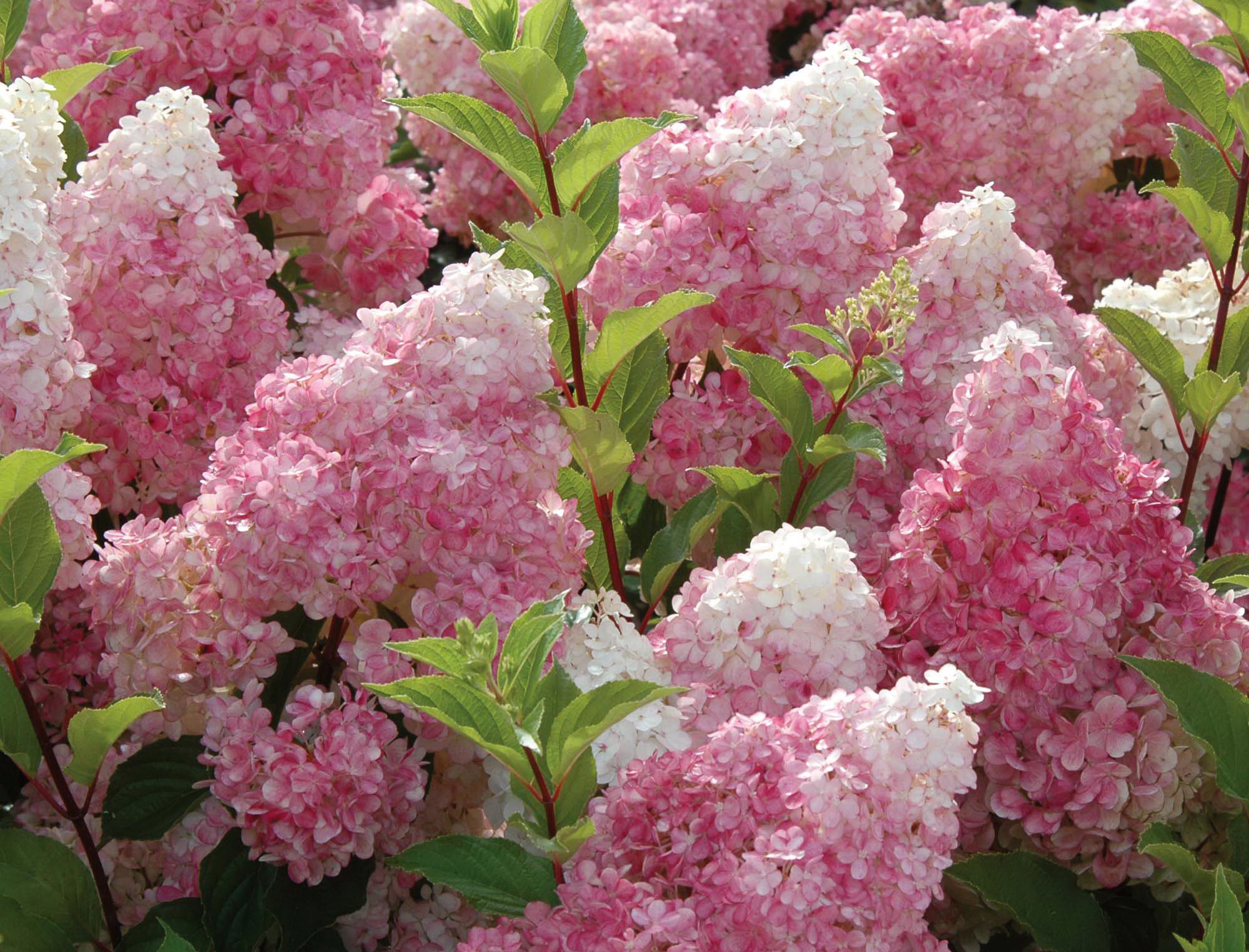 Free download wallpaper Flowers, Lilac, Flower, Earth, Pink Flower on your PC desktop