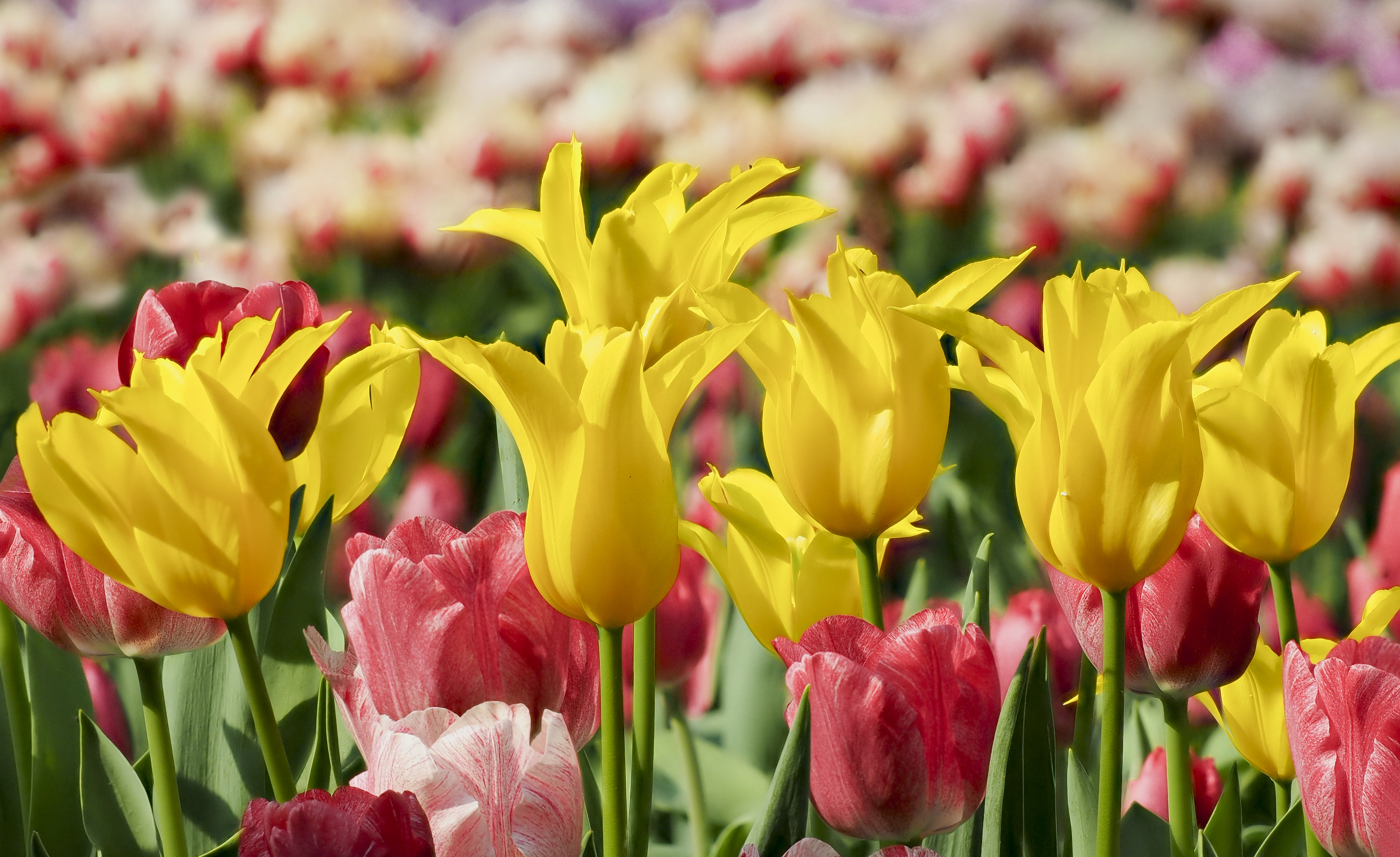 Free download wallpaper Nature, Flowers, Flower, Earth, Tulip, Yellow Flower, Pink Flower on your PC desktop