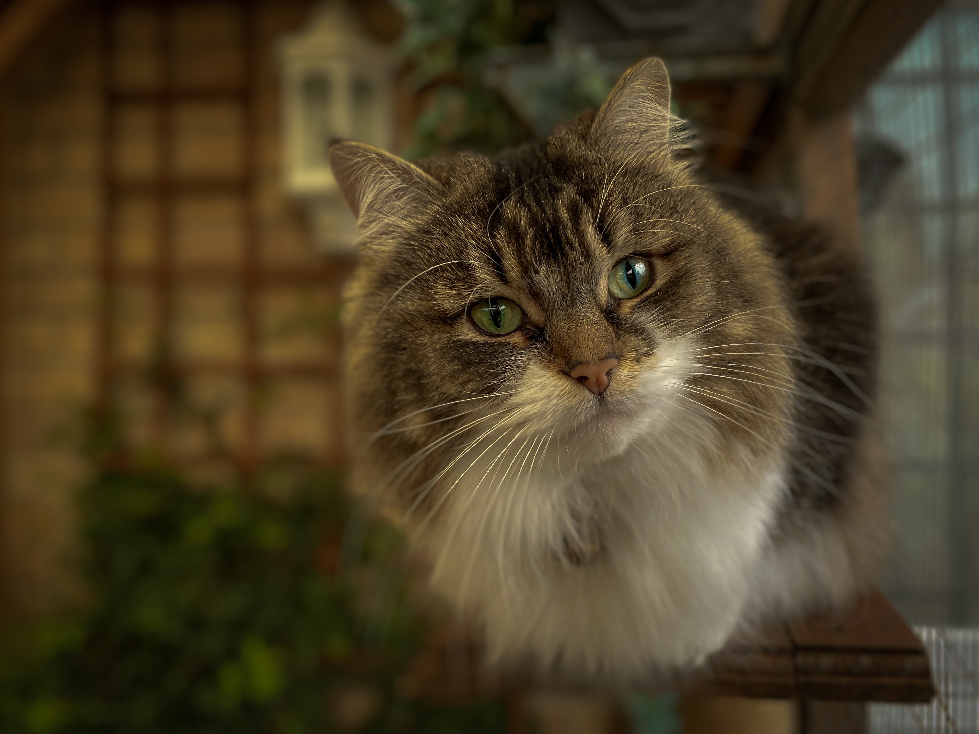 無料モバイル壁紙動物, ネコ, 猫をダウンロードします。