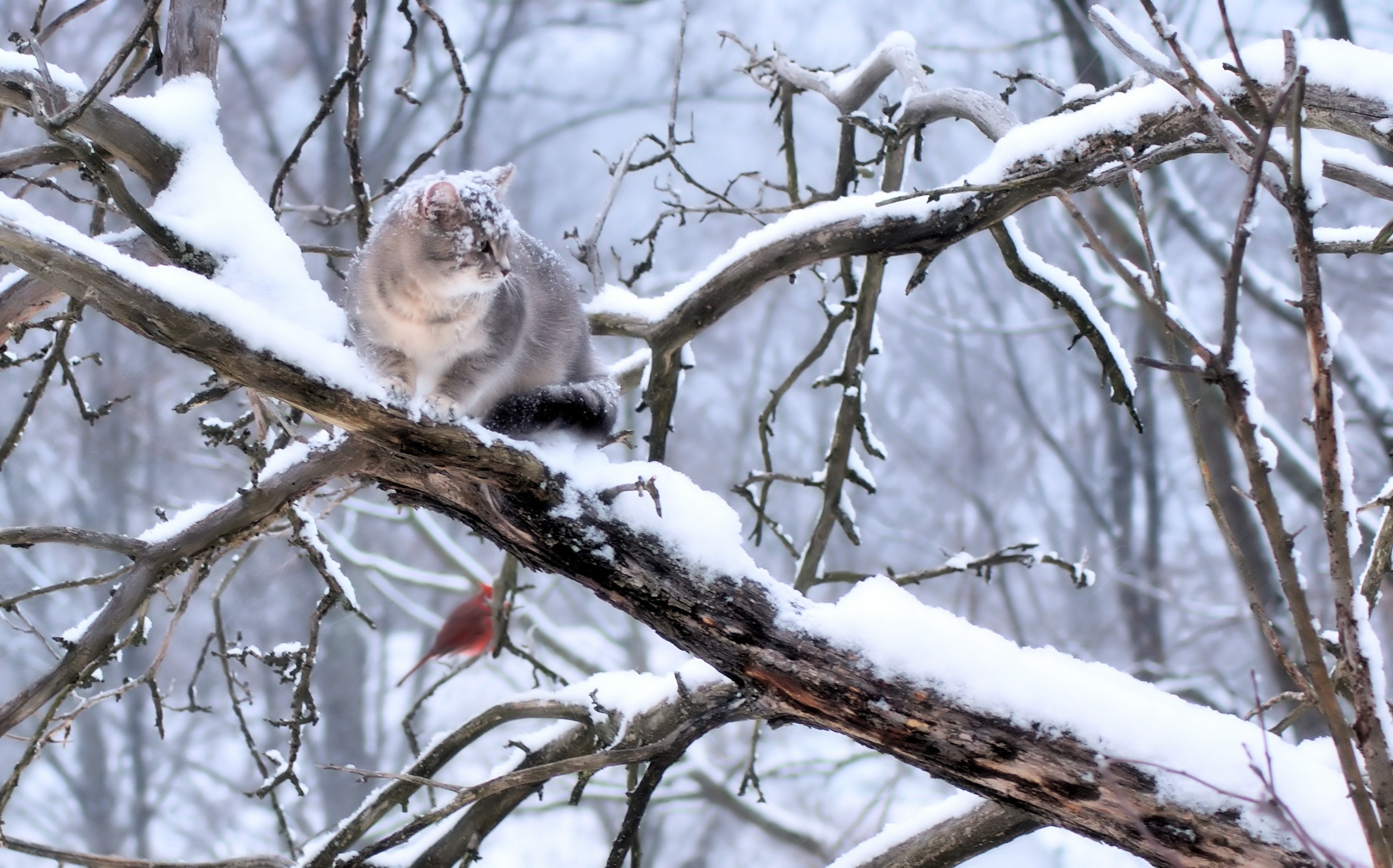 無料モバイル壁紙ネコ, 雪, 冬, 鳥, 猫, 木, 動物をダウンロードします。