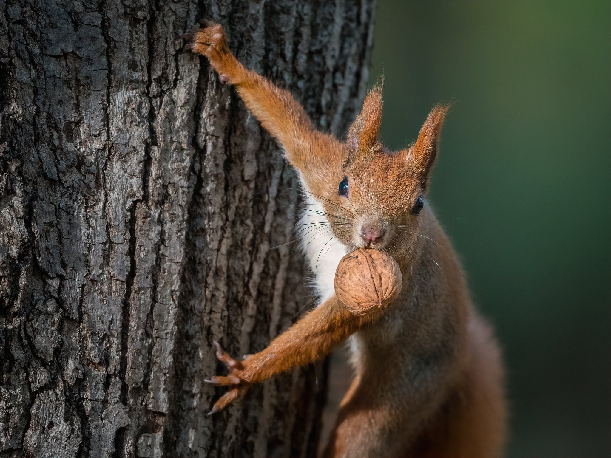Download mobile wallpaper Squirrel, Wood, Animal, Walnut for free.
