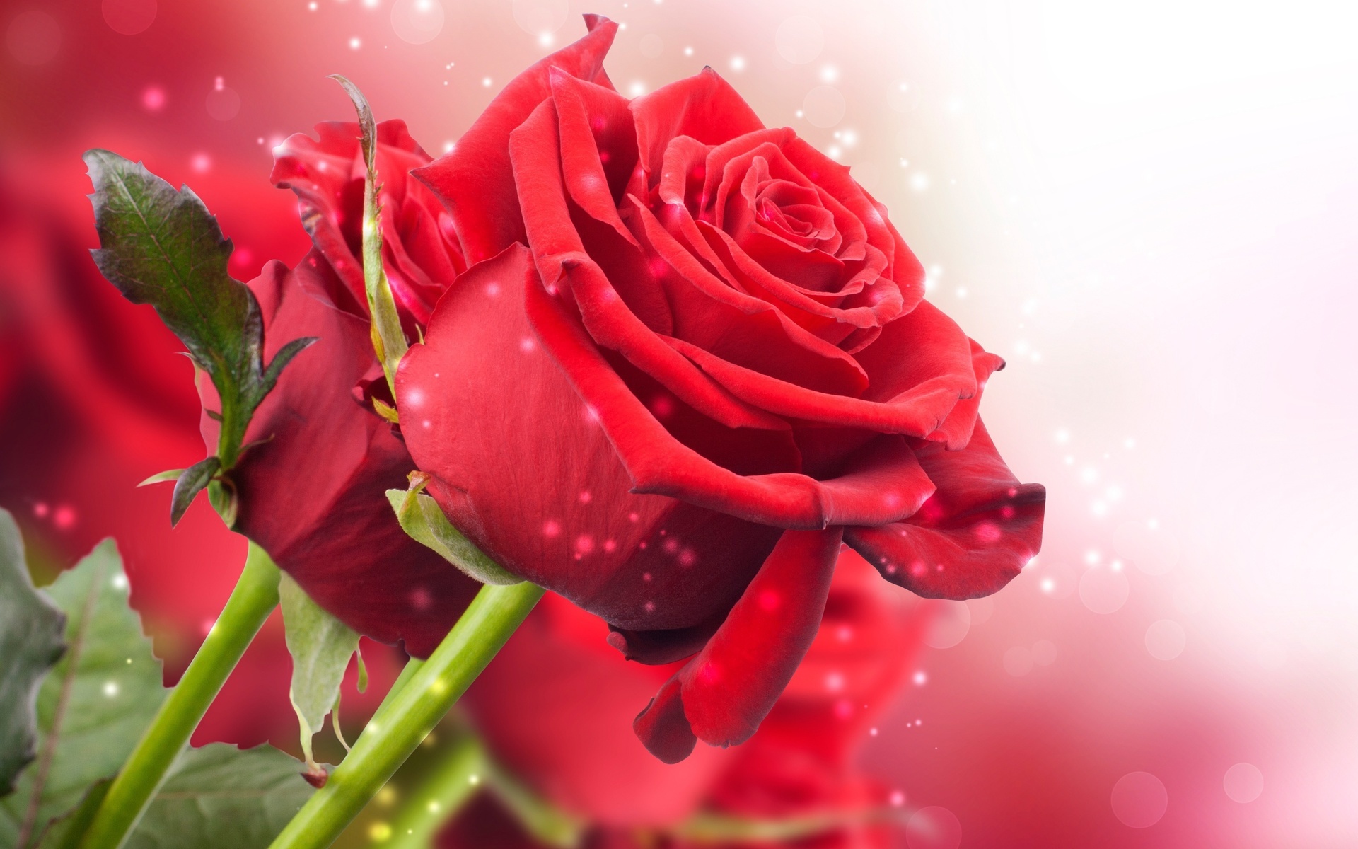 Free download wallpaper Flowers, Roses, Plants on your PC desktop