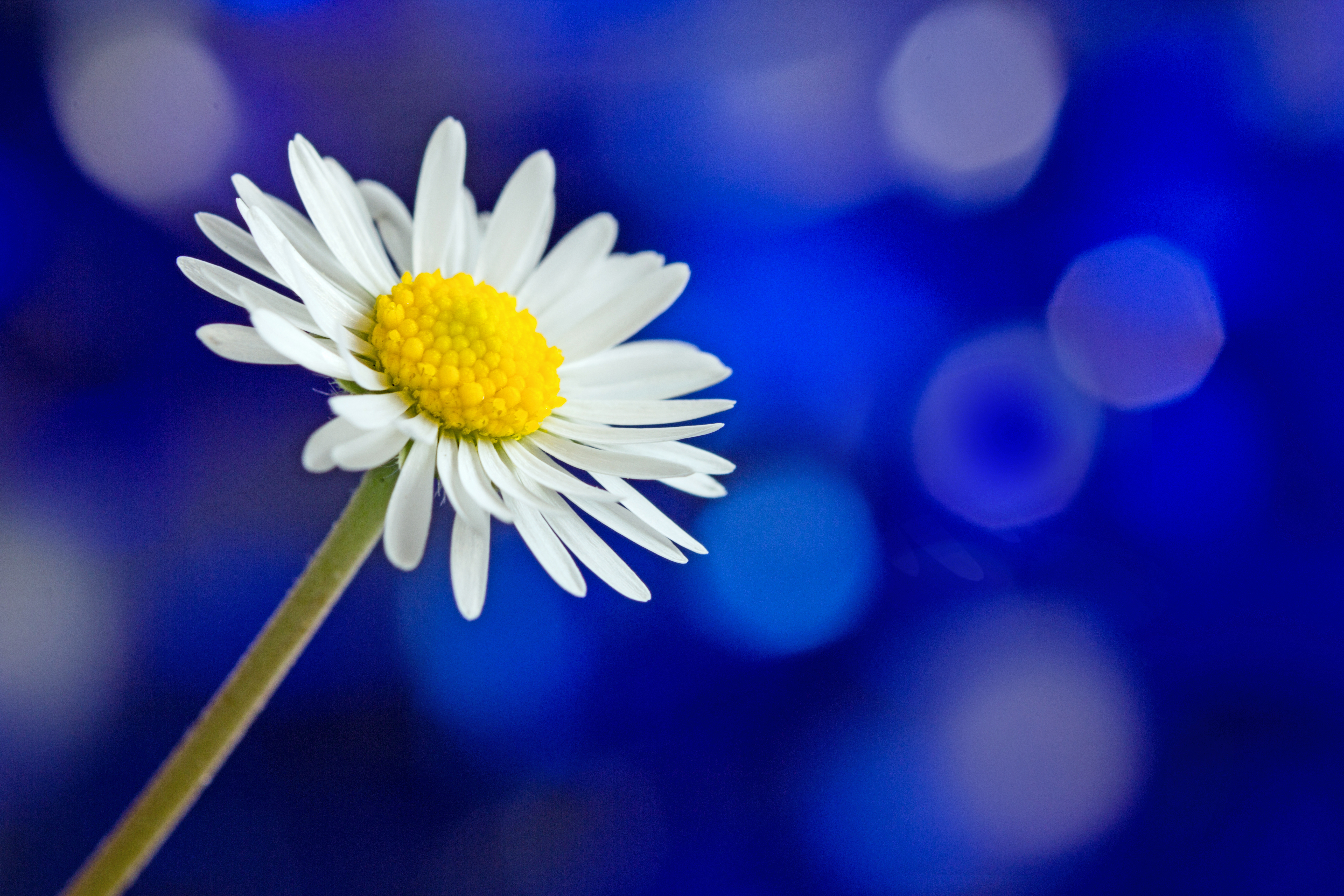Free download wallpaper Nature, Flowers, Flower, Earth, Bokeh, Daisy, White Flower on your PC desktop