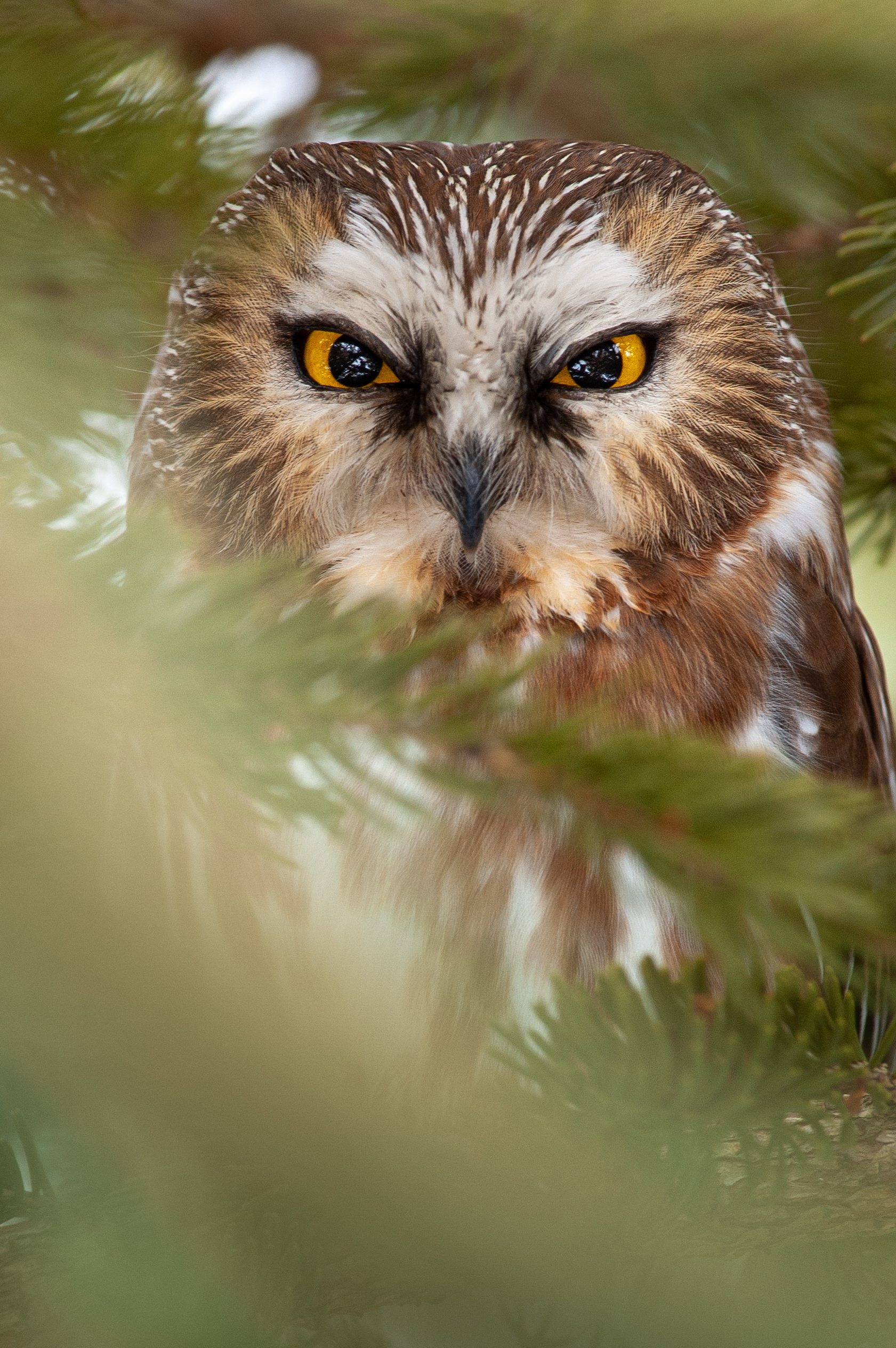 owl, animals, feather, bird, sight, opinion