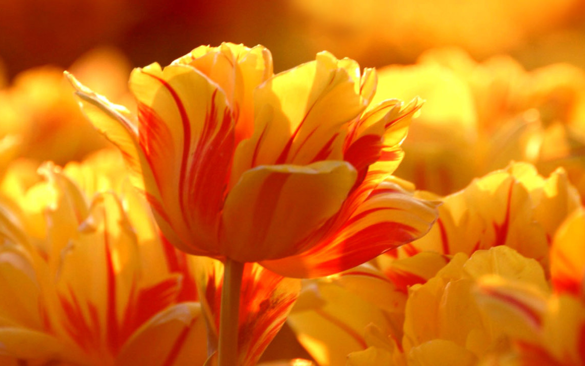 Descarga gratuita de fondo de pantalla para móvil de Flores, Flor, Tulipán, Flor Amarilla, Tierra/naturaleza.