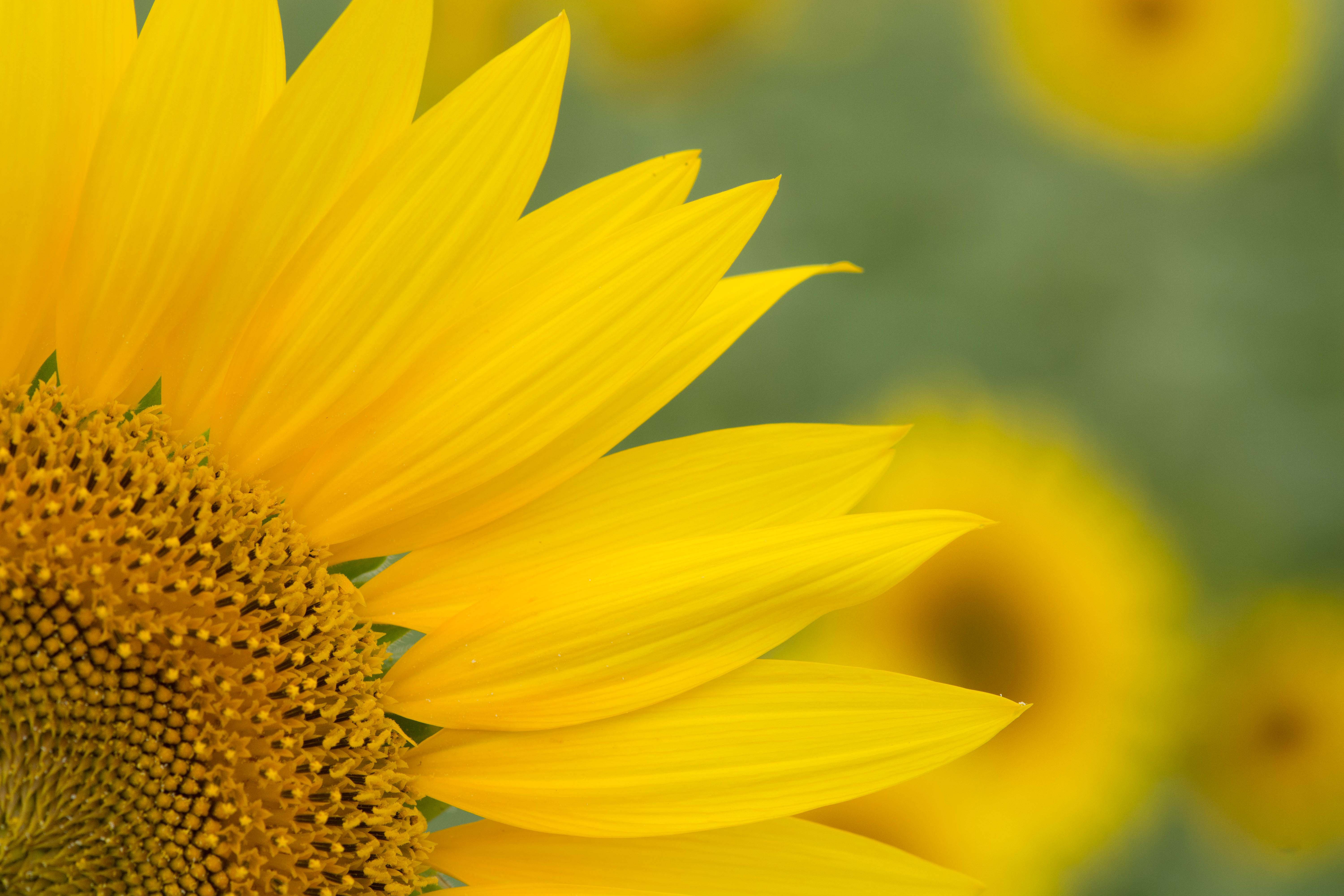 Free download wallpaper Flowers, Flower, Macro, Earth, Sunflower, Yellow Flower on your PC desktop