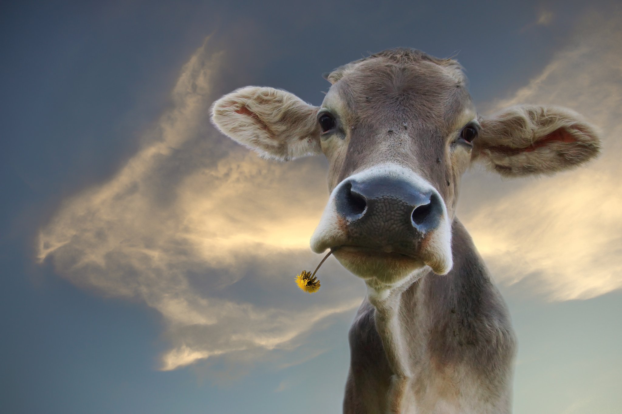Download mobile wallpaper Animal, Cow for free.