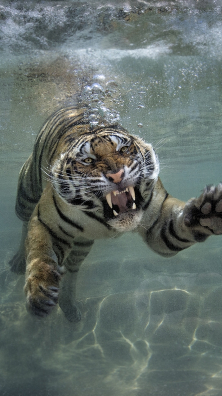 Téléchargez des papiers peints mobile Animaux, Chats, Tigre gratuitement.