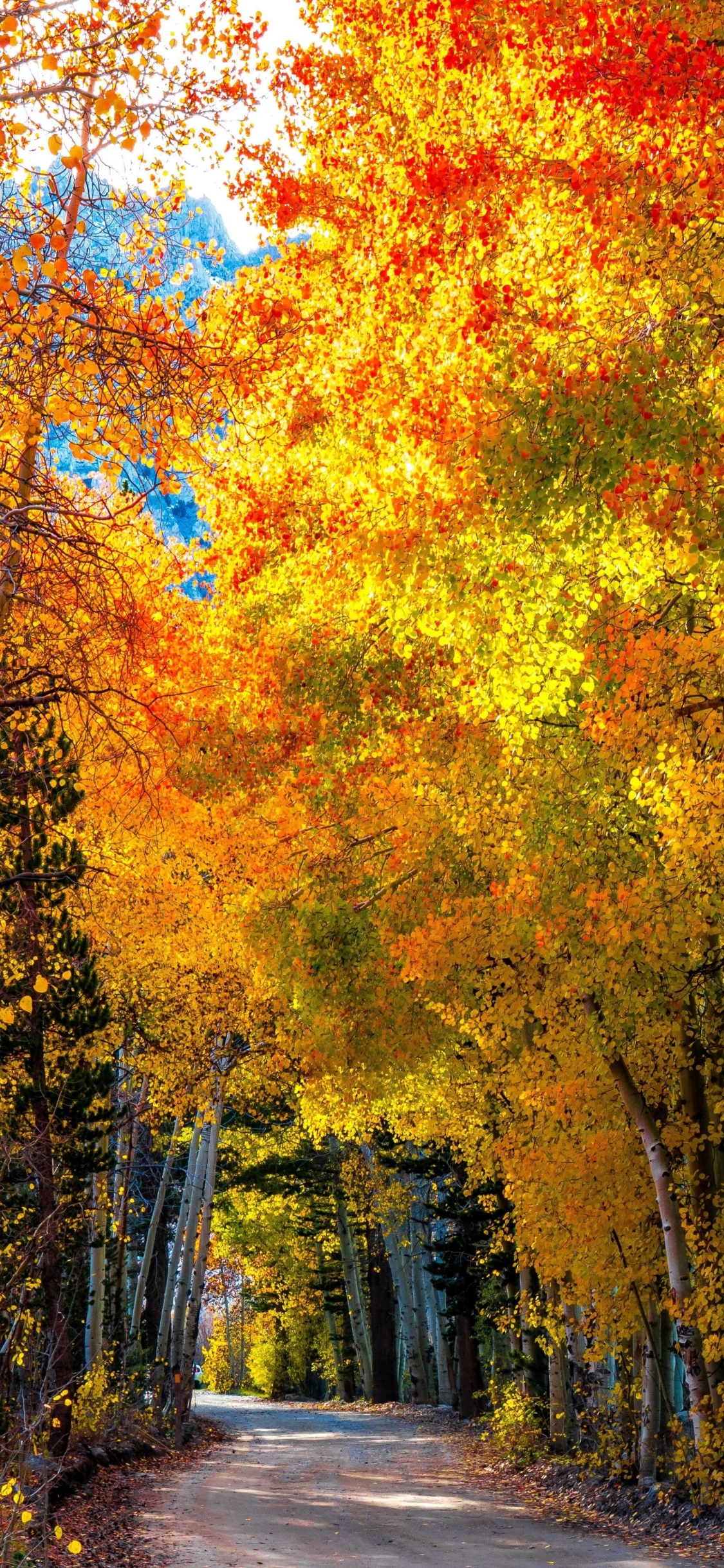 Download mobile wallpaper Tree, Fall, Earth for free.