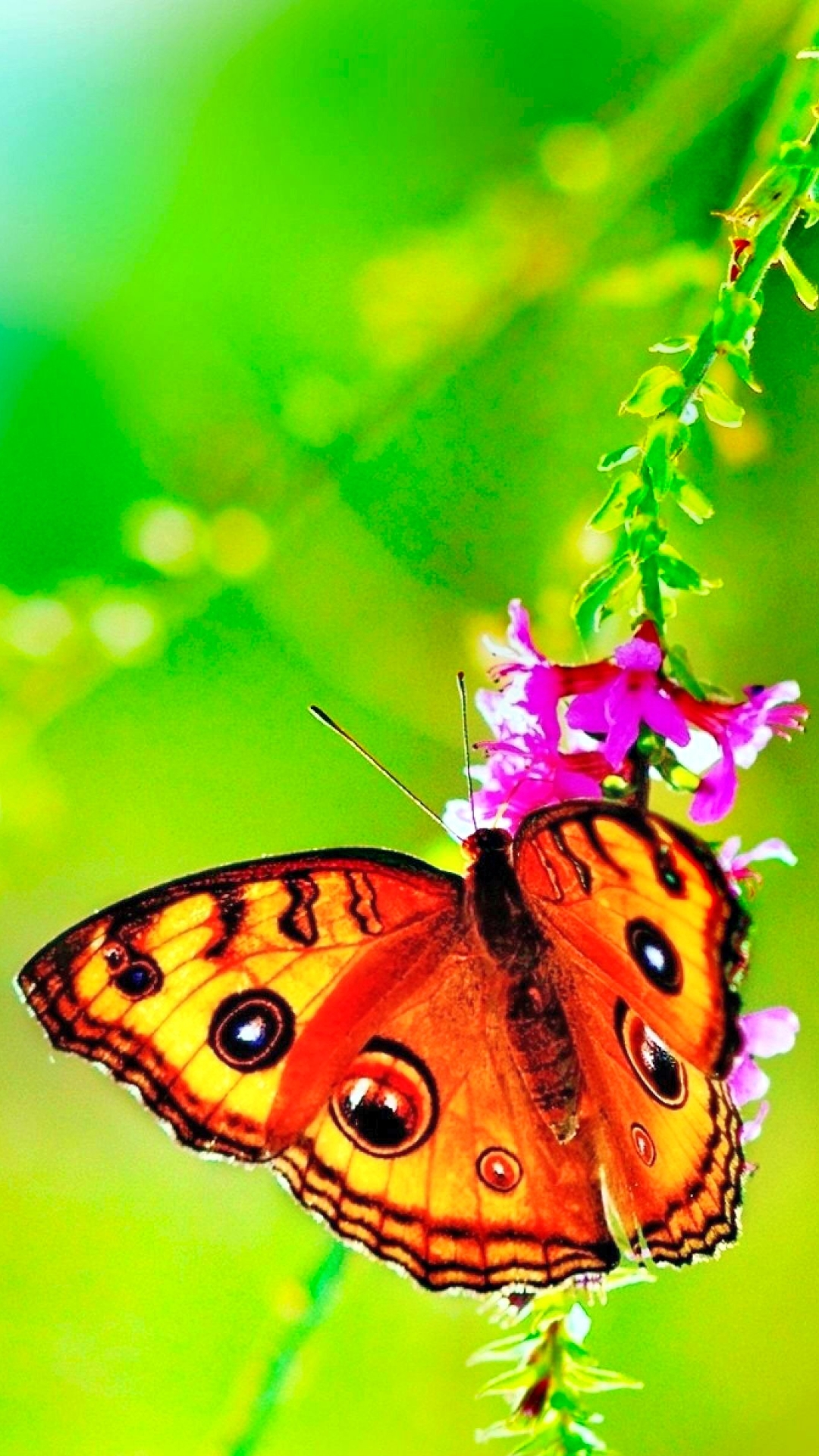 Descarga gratuita de fondo de pantalla para móvil de Animales, Naturaleza, Mariposa, Vistoso, Primavera.