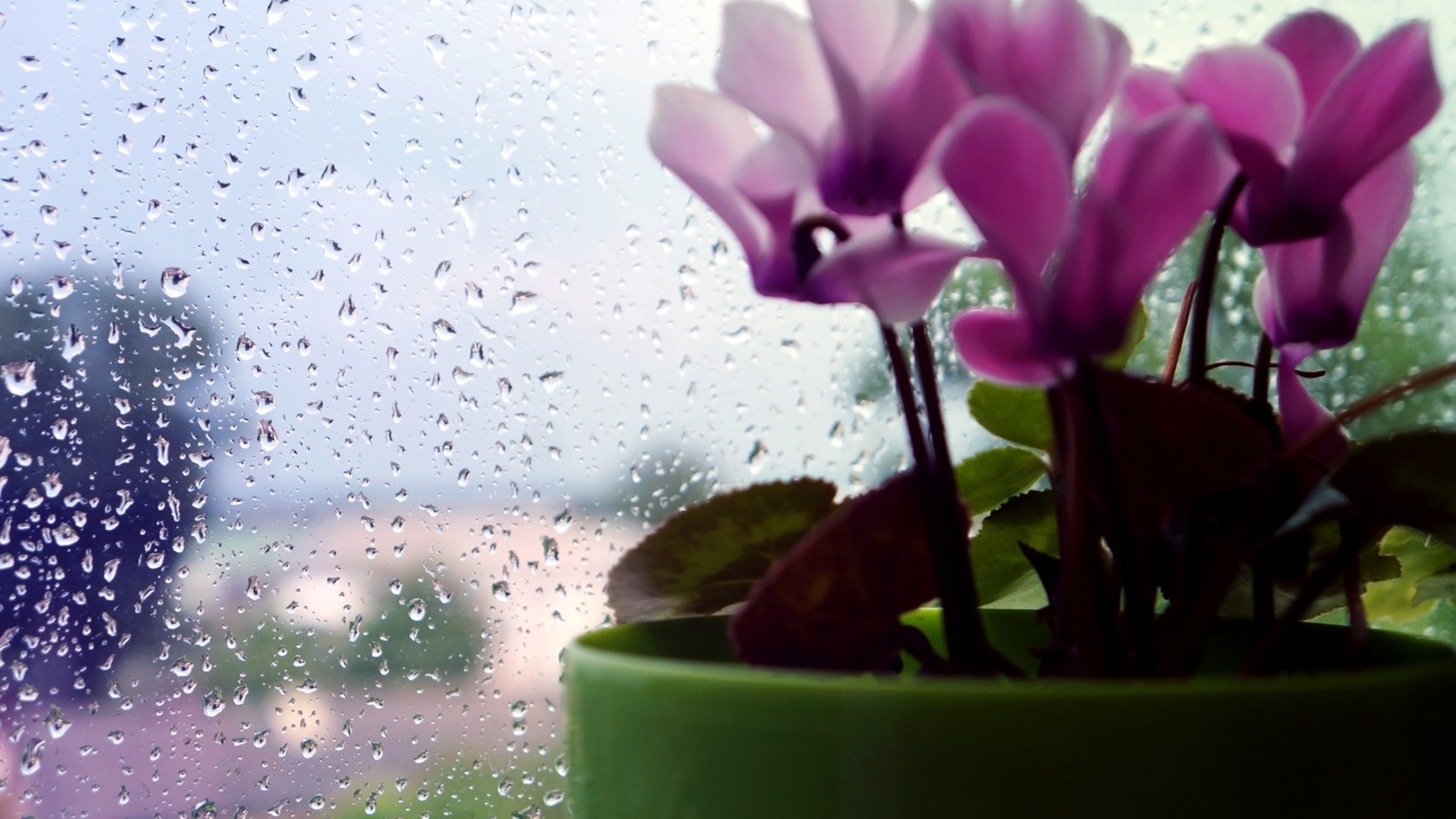 Download mobile wallpaper Rain, Flower, Window, Photography, Water Drop for free.