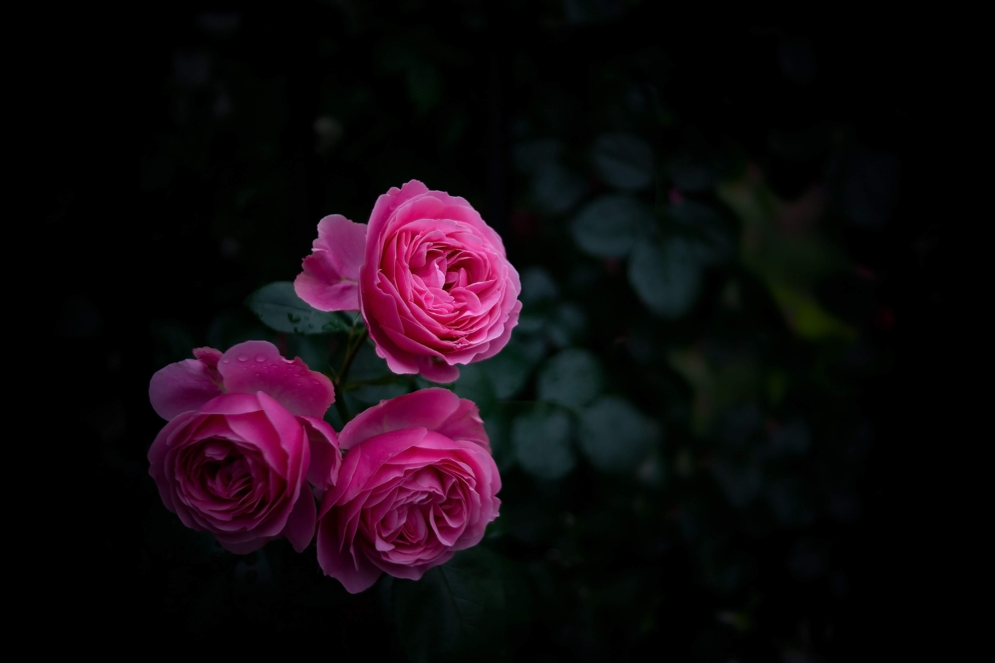 rose flower, bush, buds, dark, pink, rose, garden HD wallpaper