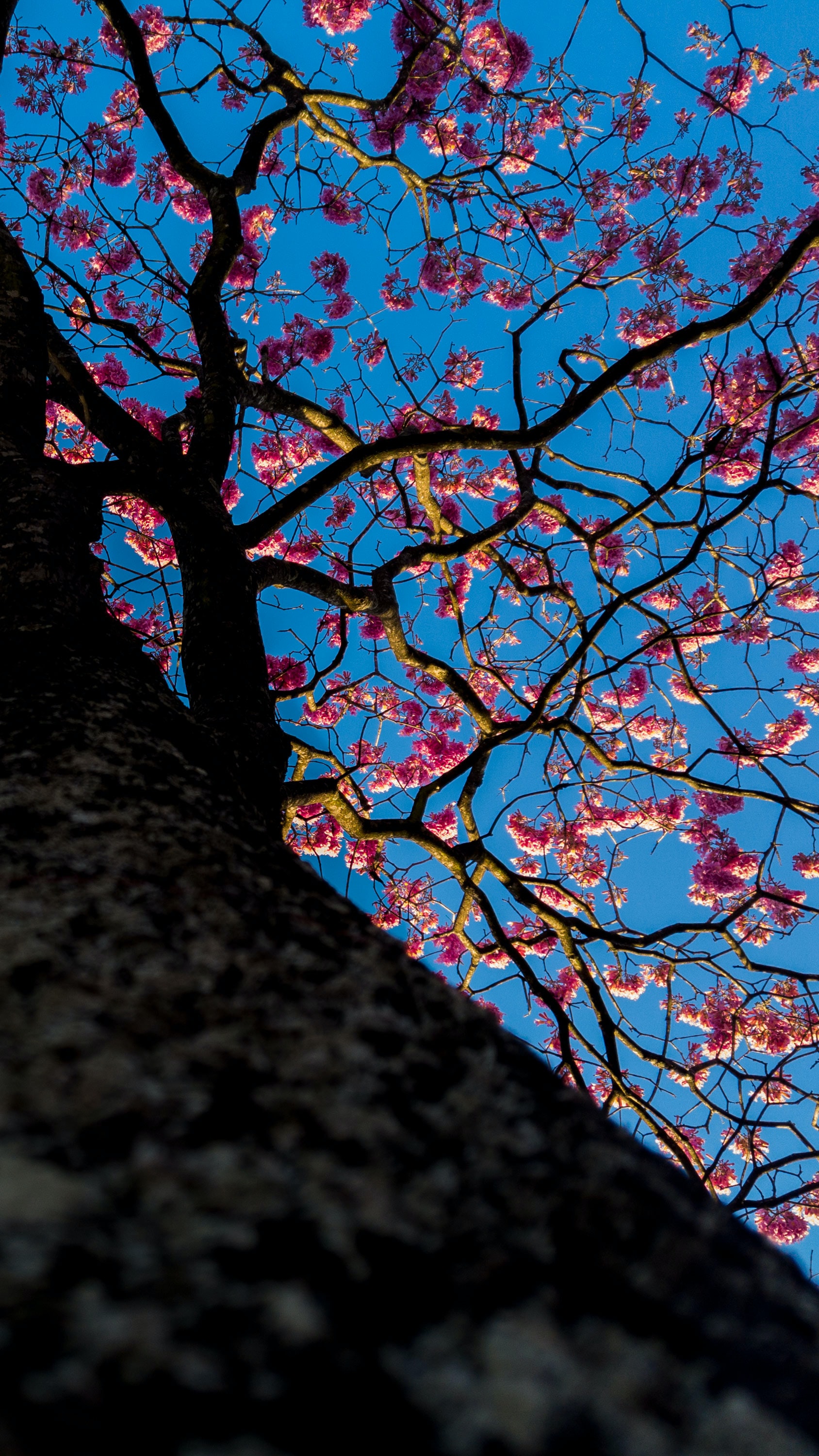 Скачать обои бесплатно Дерево, Цветы, Цветение, Сакура картинка на рабочий стол ПК