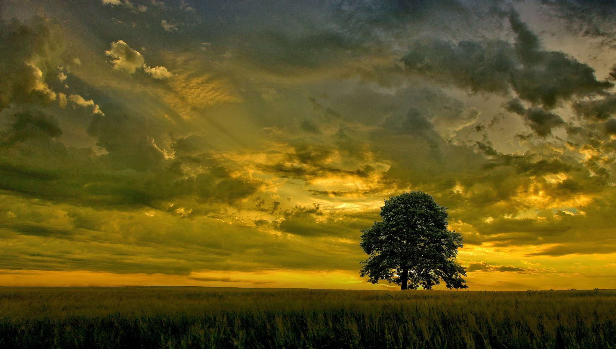 Free download wallpaper Trees, Sunset, Sky, Tree, Earth, Field, Cloud on your PC desktop
