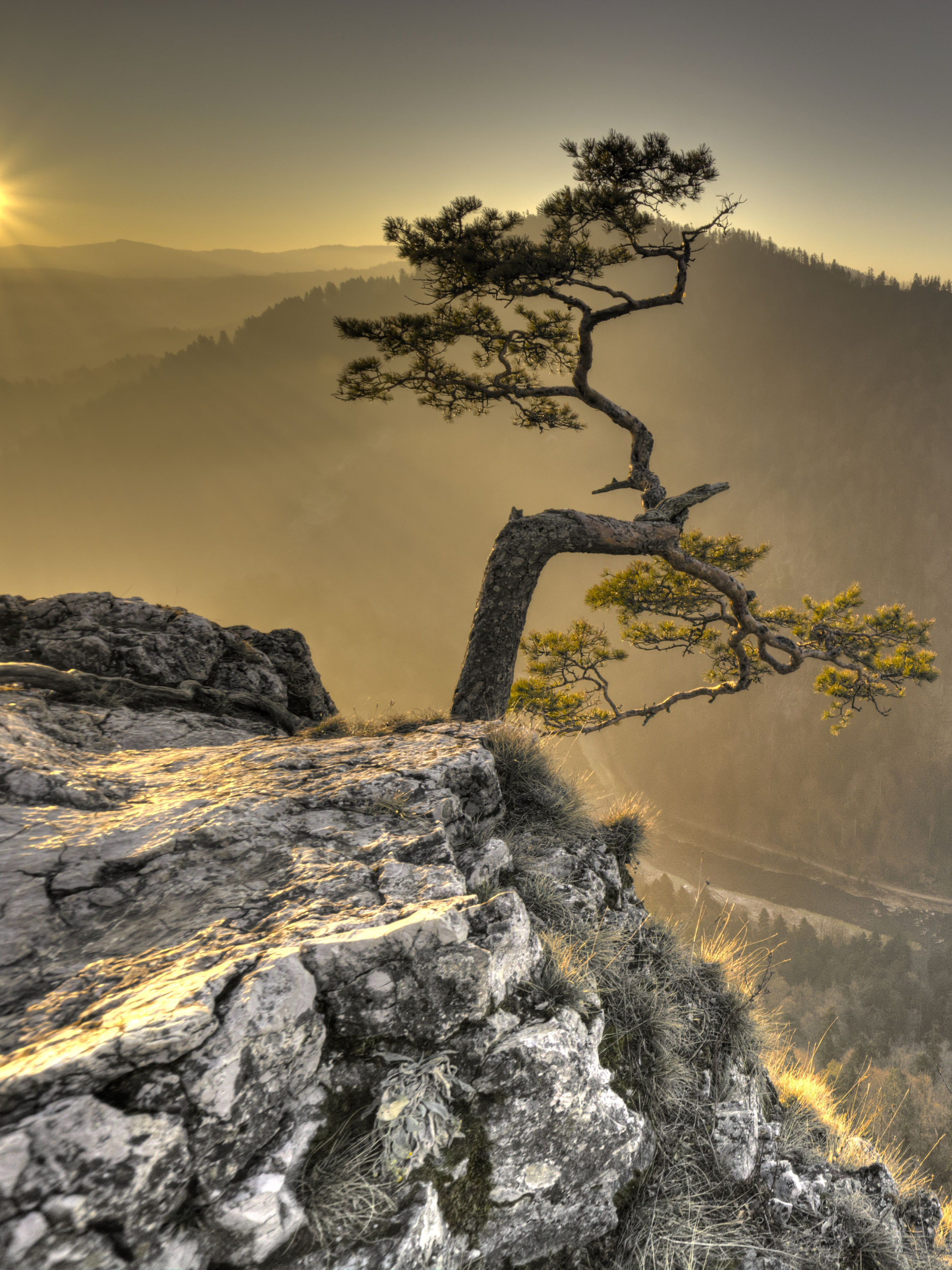 rock, tree, nature, sun, wood, break, precipice lock screen backgrounds