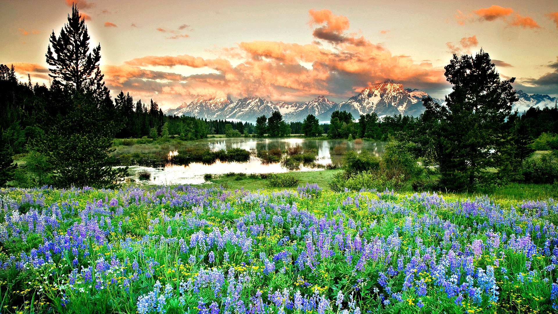 Скачать картинку Гора, Озеро, Цветок, Дерево, Весна, Ландшафт, Земля/природа в телефон бесплатно.