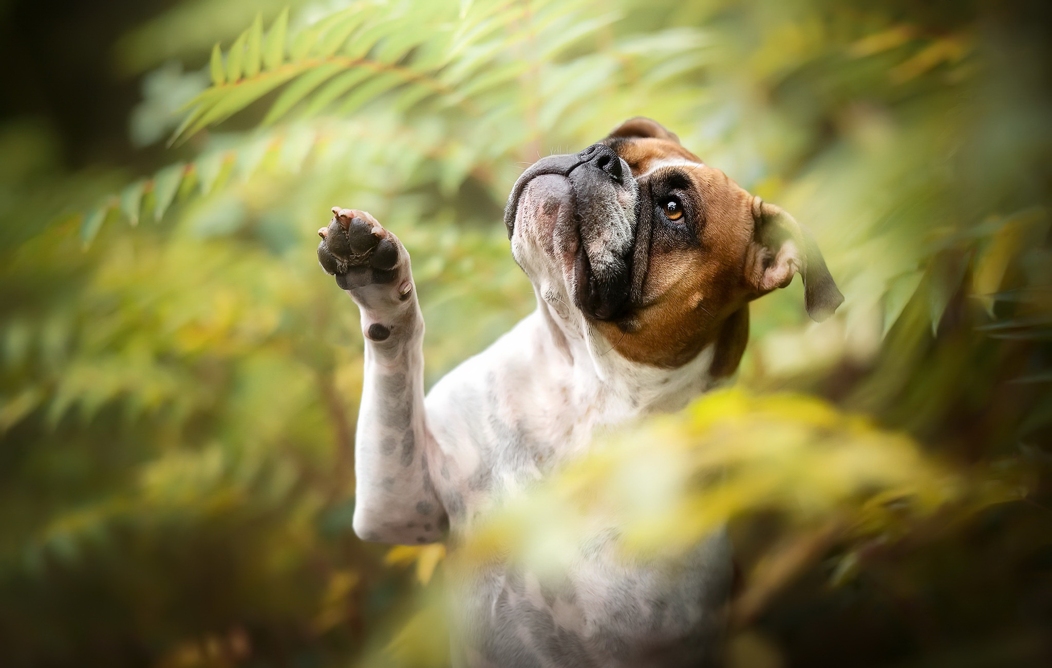 Download mobile wallpaper Dogs, Dog, Animal, Boxer, Boxer (Dog) for free.