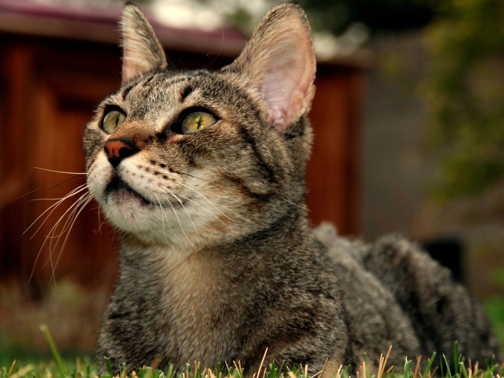 Baixe gratuitamente a imagem Animais, Gatos, Gato na área de trabalho do seu PC