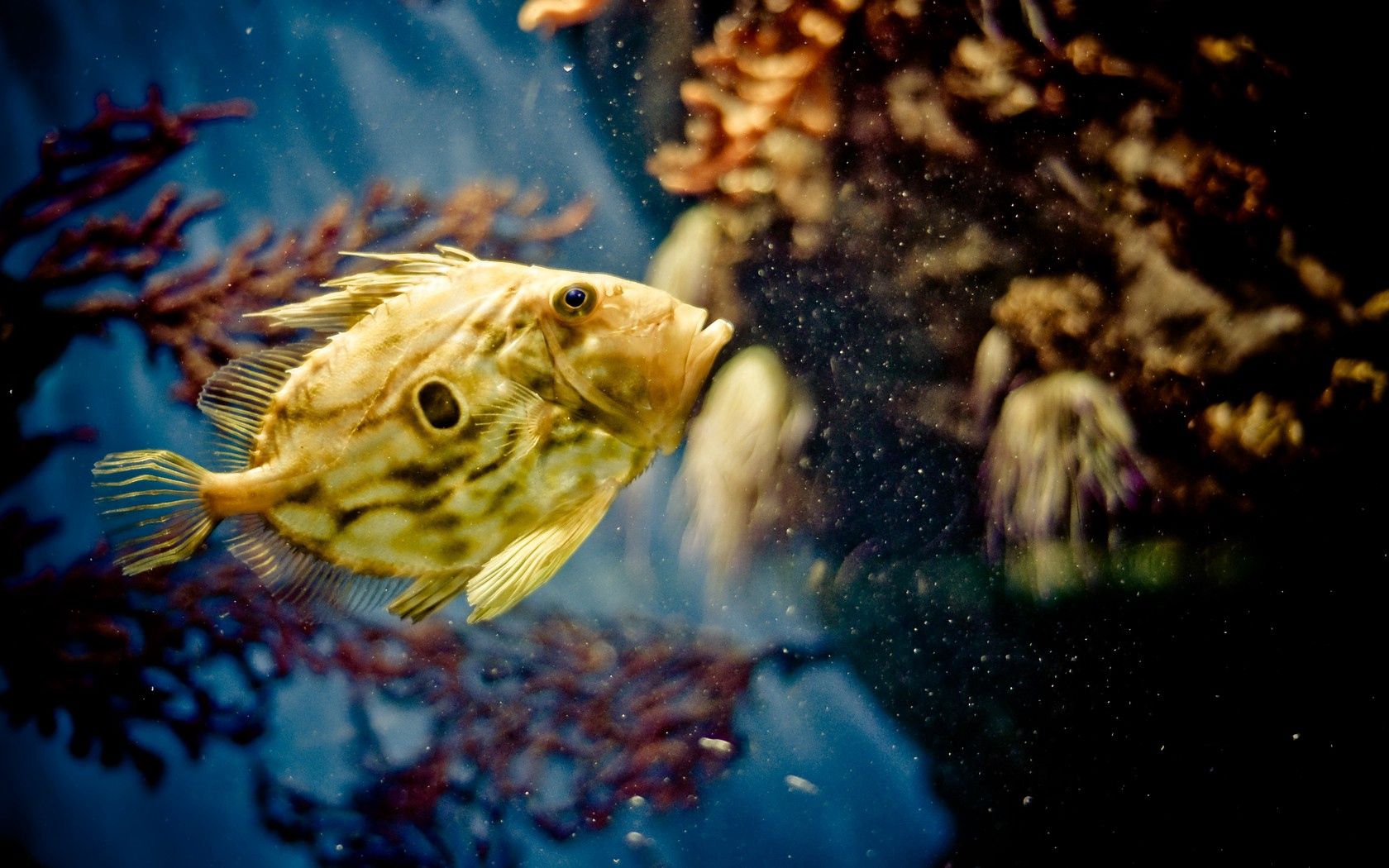 Free download wallpaper Animals, Swimming, Fish, Submarine, Underwater on your PC desktop