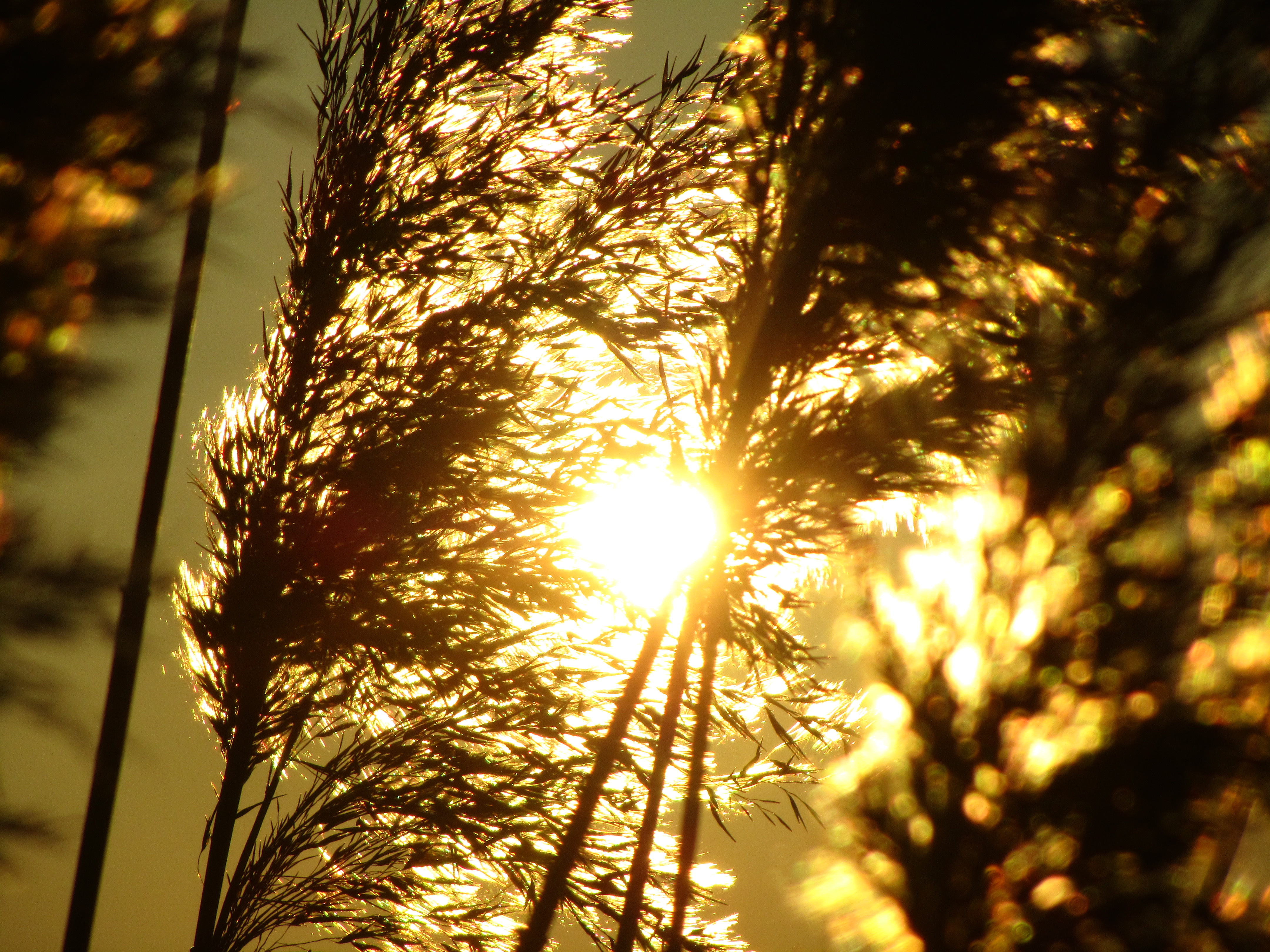 Handy-Wallpaper Sonnenstrahl, Erde/natur kostenlos herunterladen.