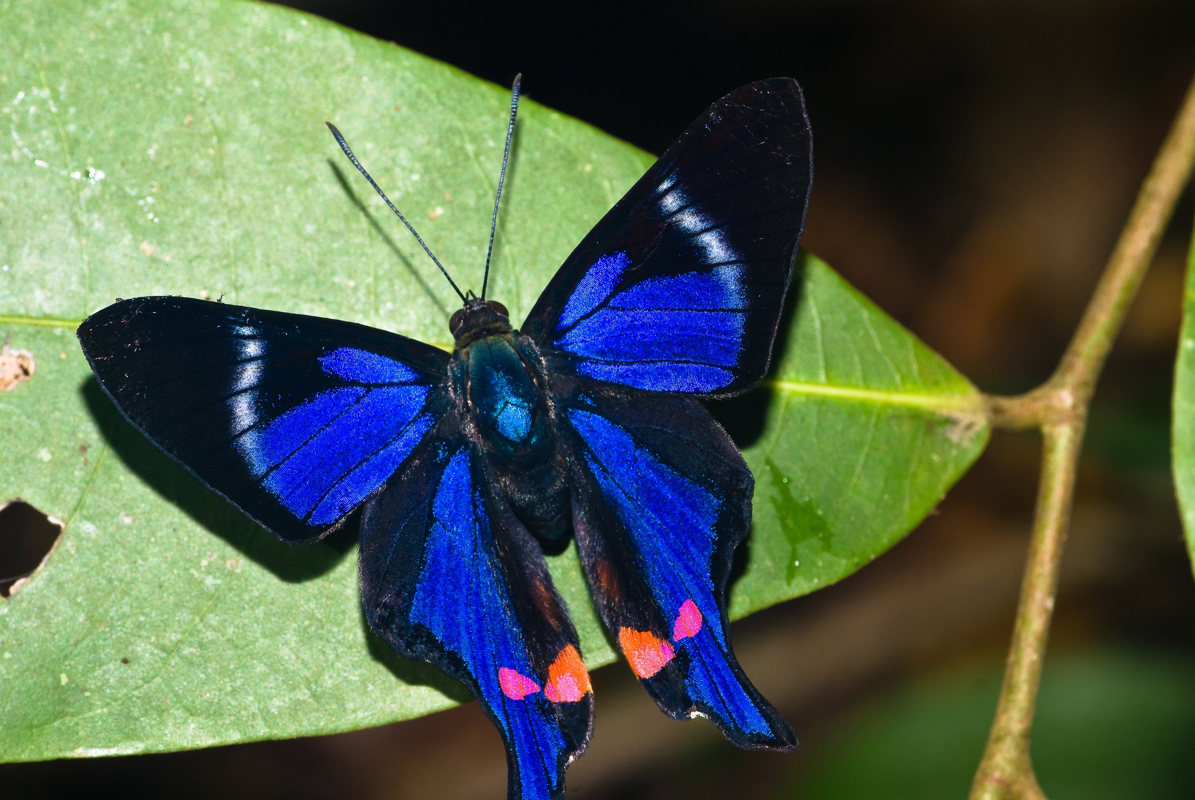無料モバイル壁紙動物, 蝶, 葉, 青いをダウンロードします。