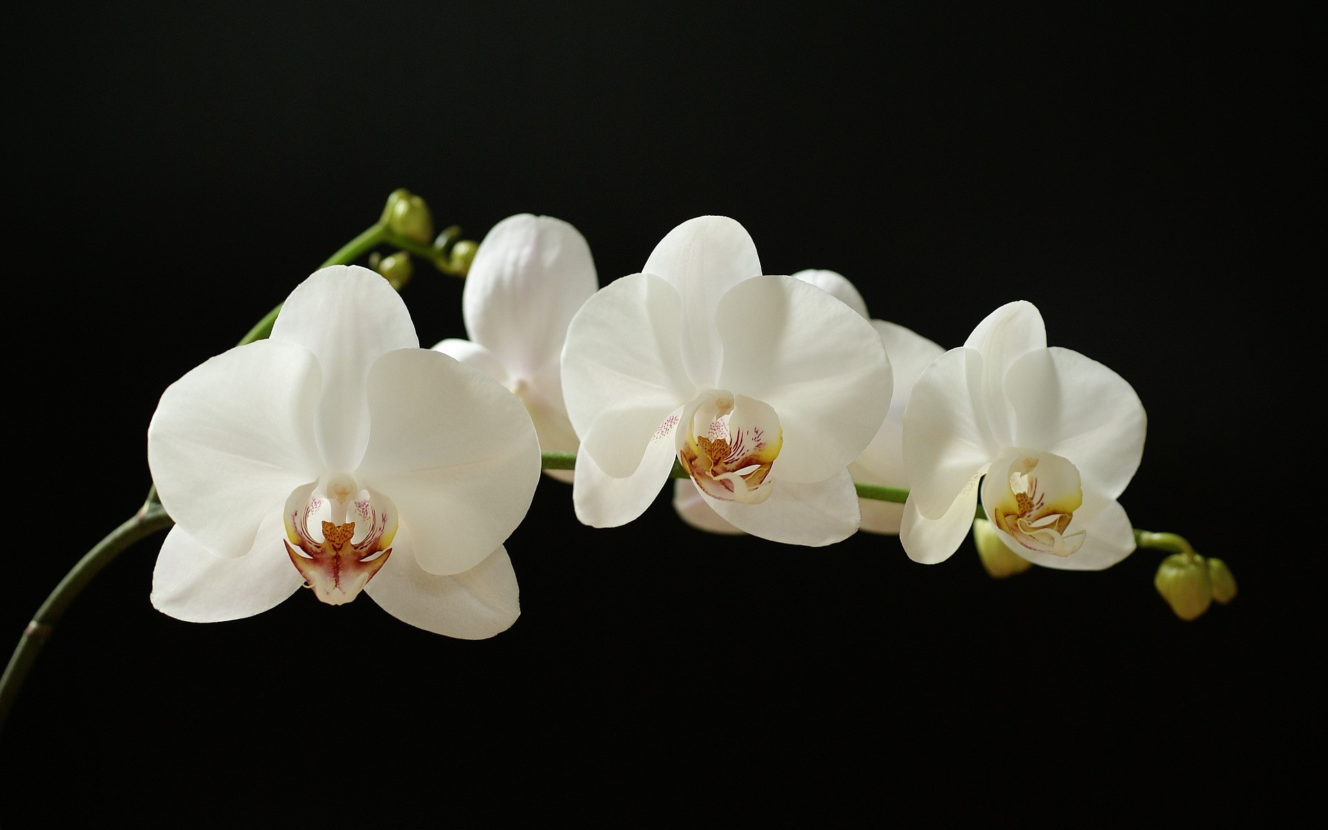 wallpapers orchid, flowers, earth