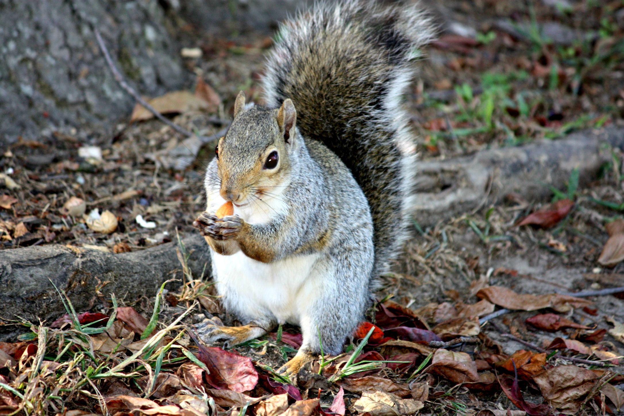 Download mobile wallpaper Nature, Squirrel, Park, Fall, Animal, Gray Squirrel for free.
