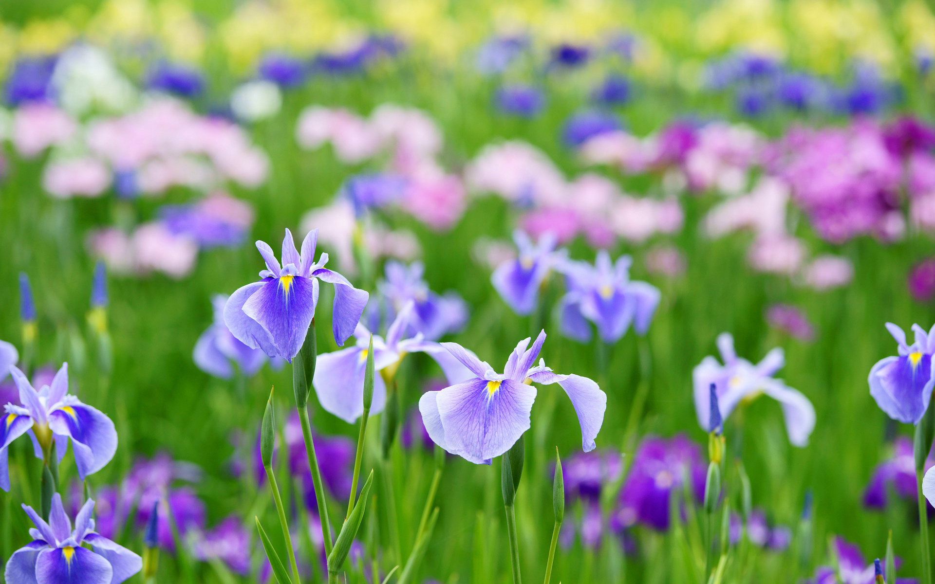 Free download wallpaper Flowers, Flower, Earth on your PC desktop