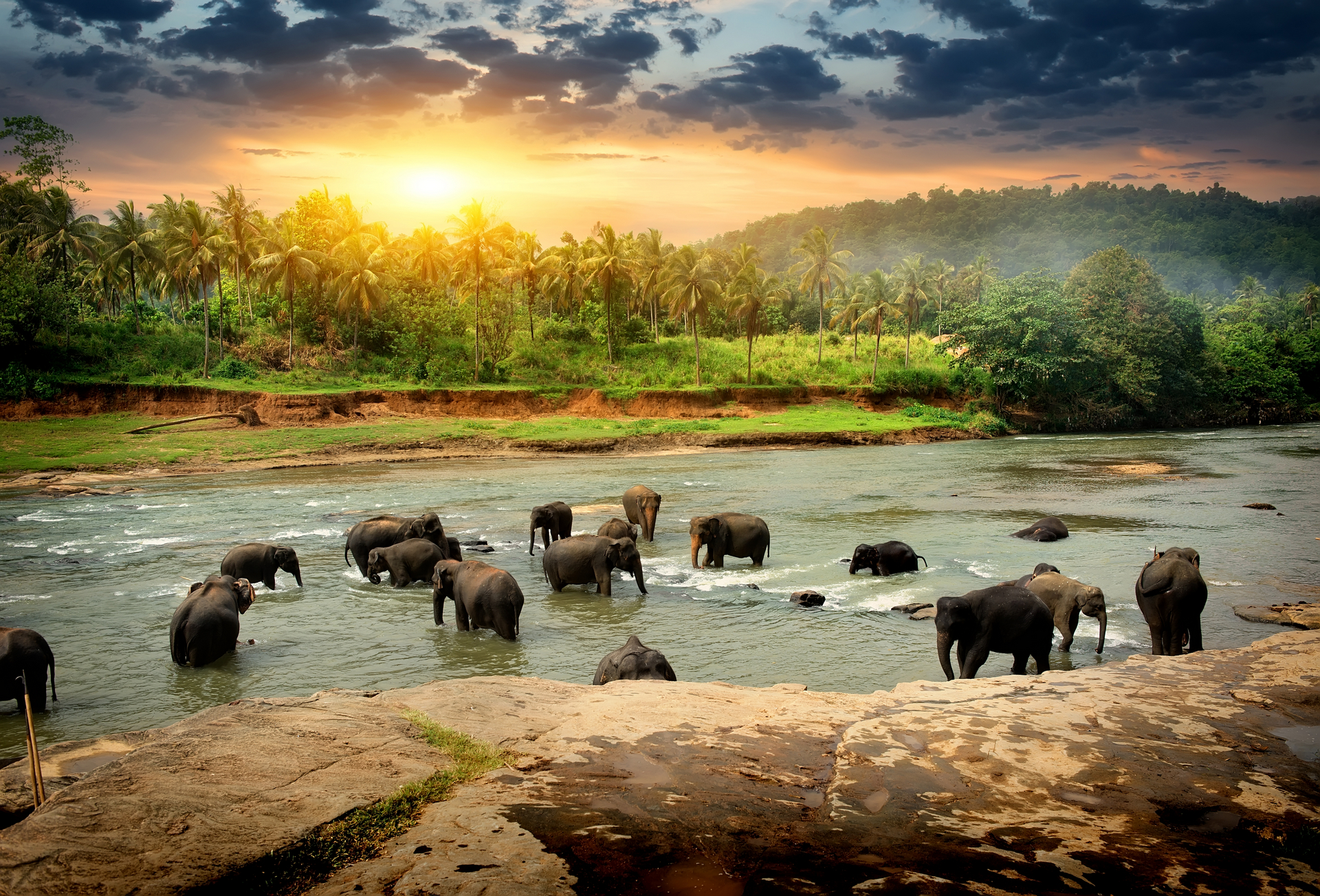 Скачать обои бесплатно Азиатский Слон, Слоны, Животные картинка на рабочий стол ПК