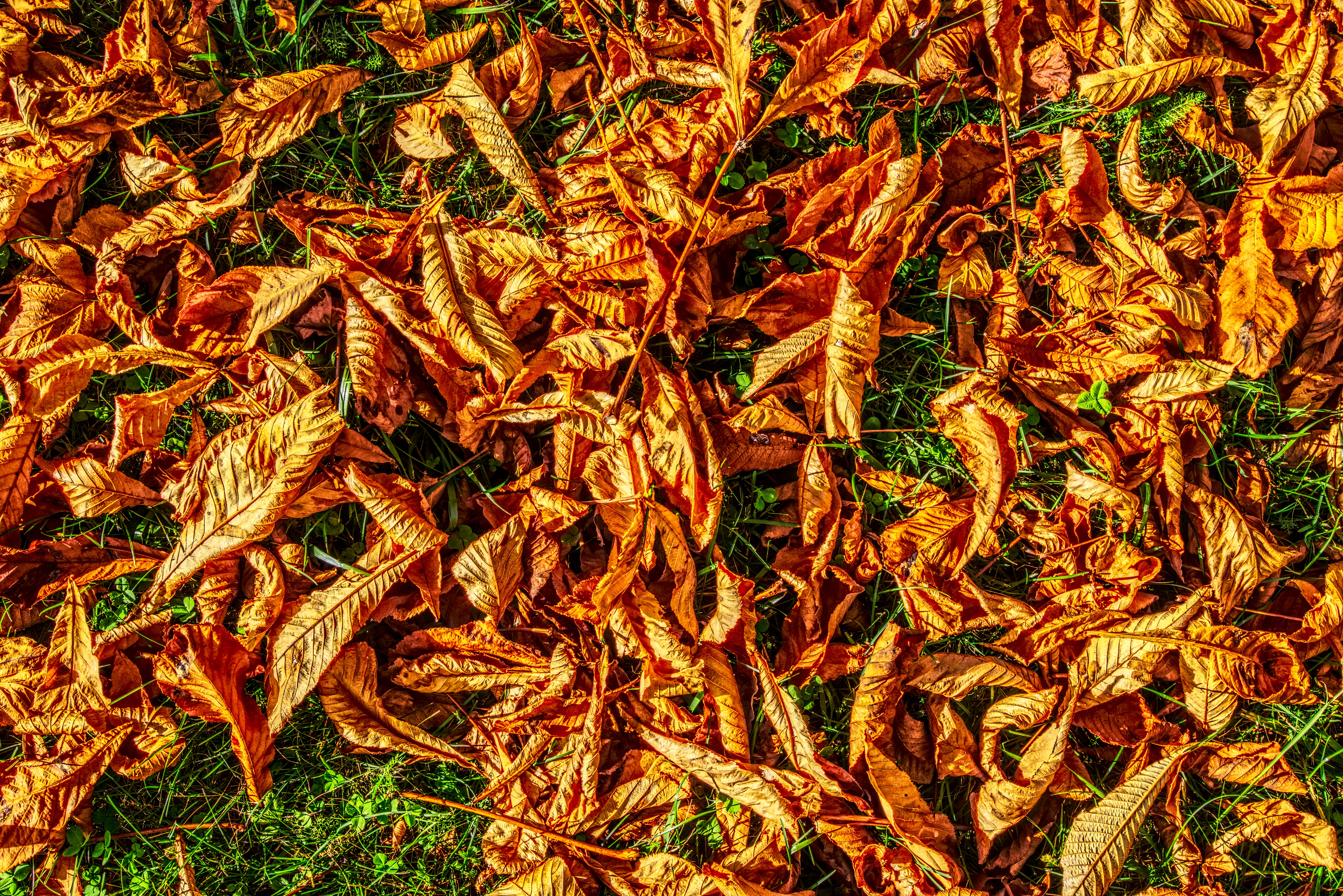 PCデスクトップに自然, 葉, 木の葉, ドライ, 乾いた, 秋画像を無料でダウンロード