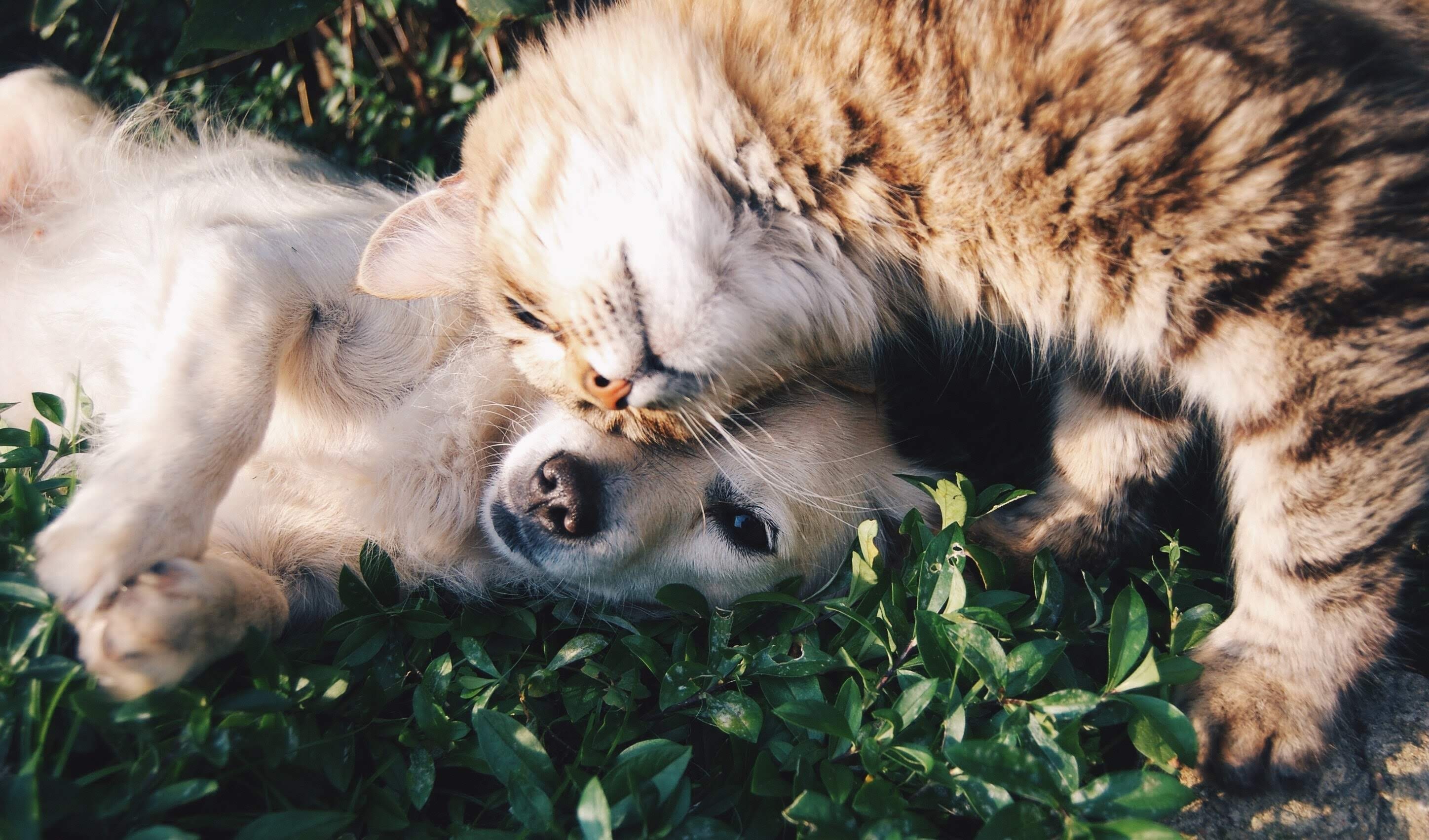 Laden Sie das Tiere, Liebe, Katze, Hund, Katz & Hund-Bild kostenlos auf Ihren PC-Desktop herunter