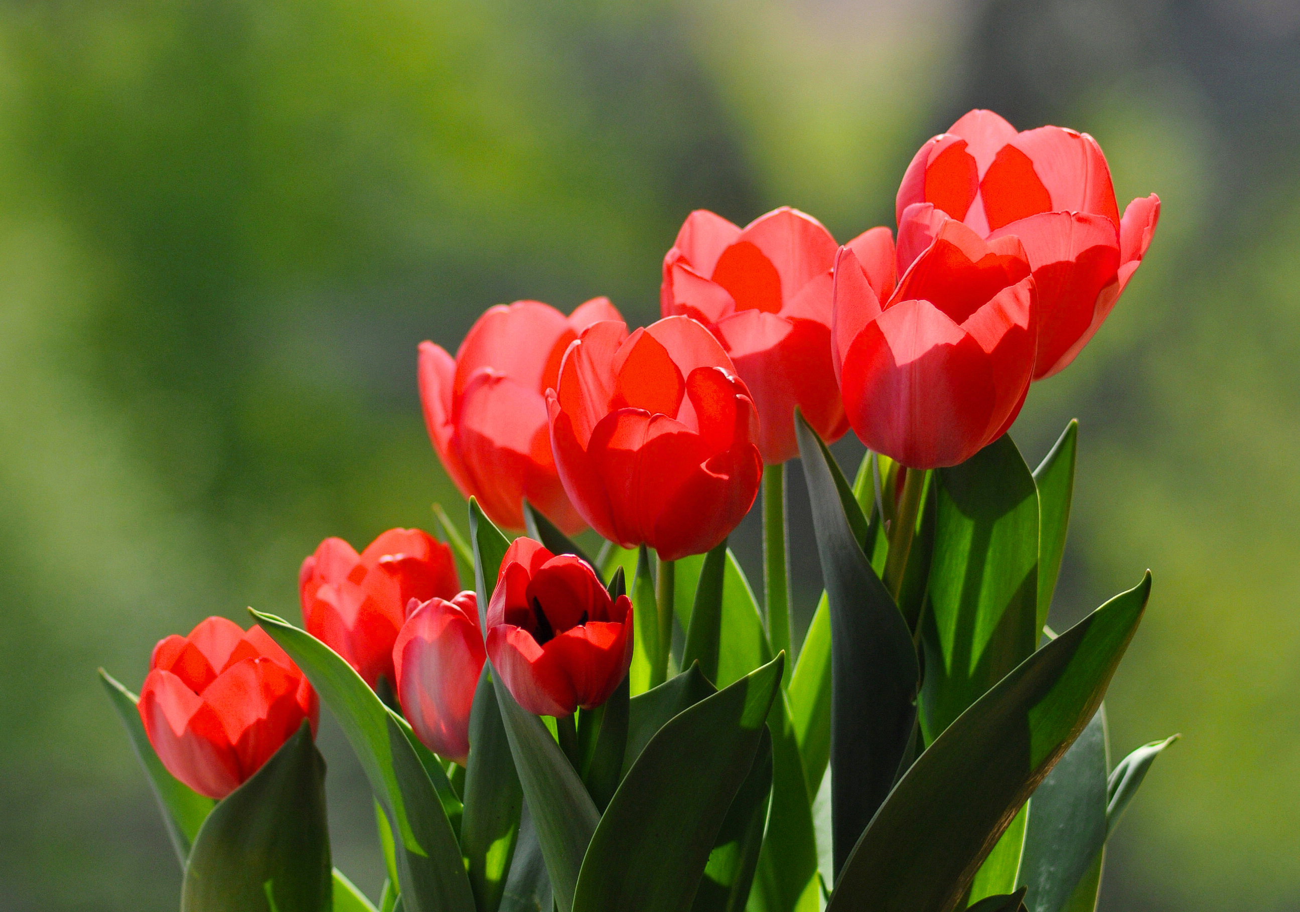 Скачати мобільні шпалери Природа, Квітка, Земля, Тюльпан, Червона Квітка, Флауерзи безкоштовно.