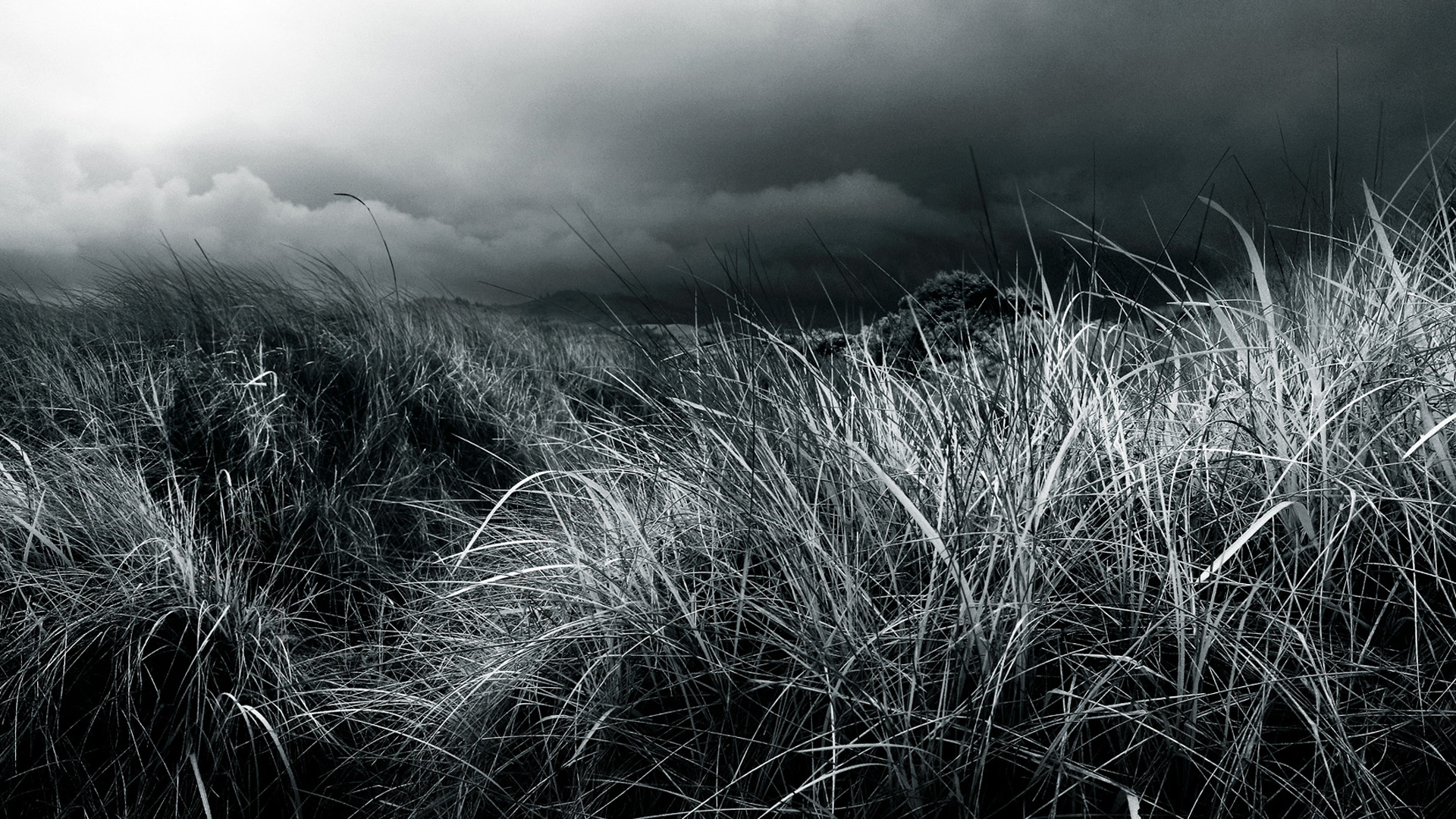 Download mobile wallpaper Black & White, Grass, Earth for free.