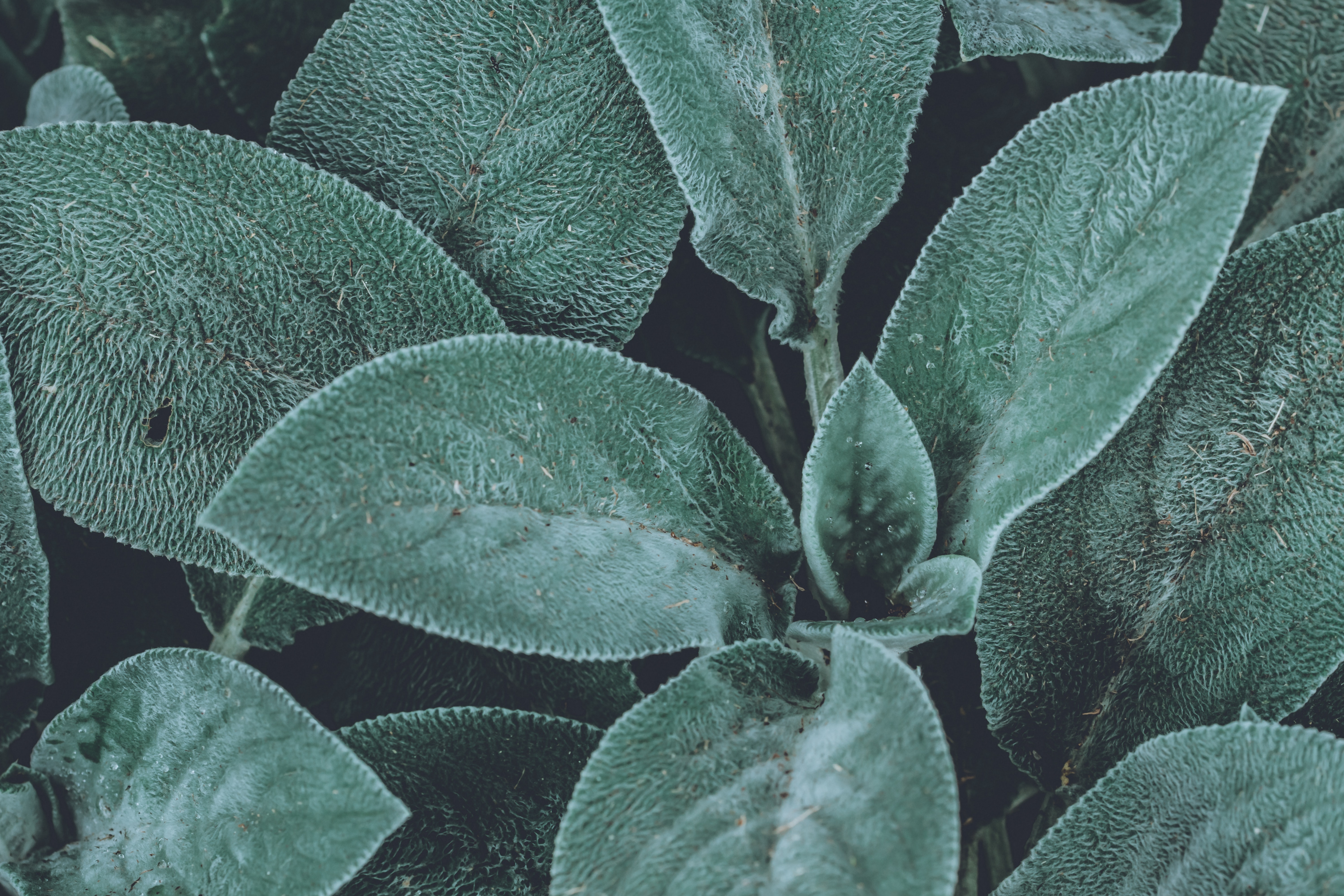 Laden Sie das Makro, Pflanze, Flauschige, Blätter-Bild kostenlos auf Ihren PC-Desktop herunter