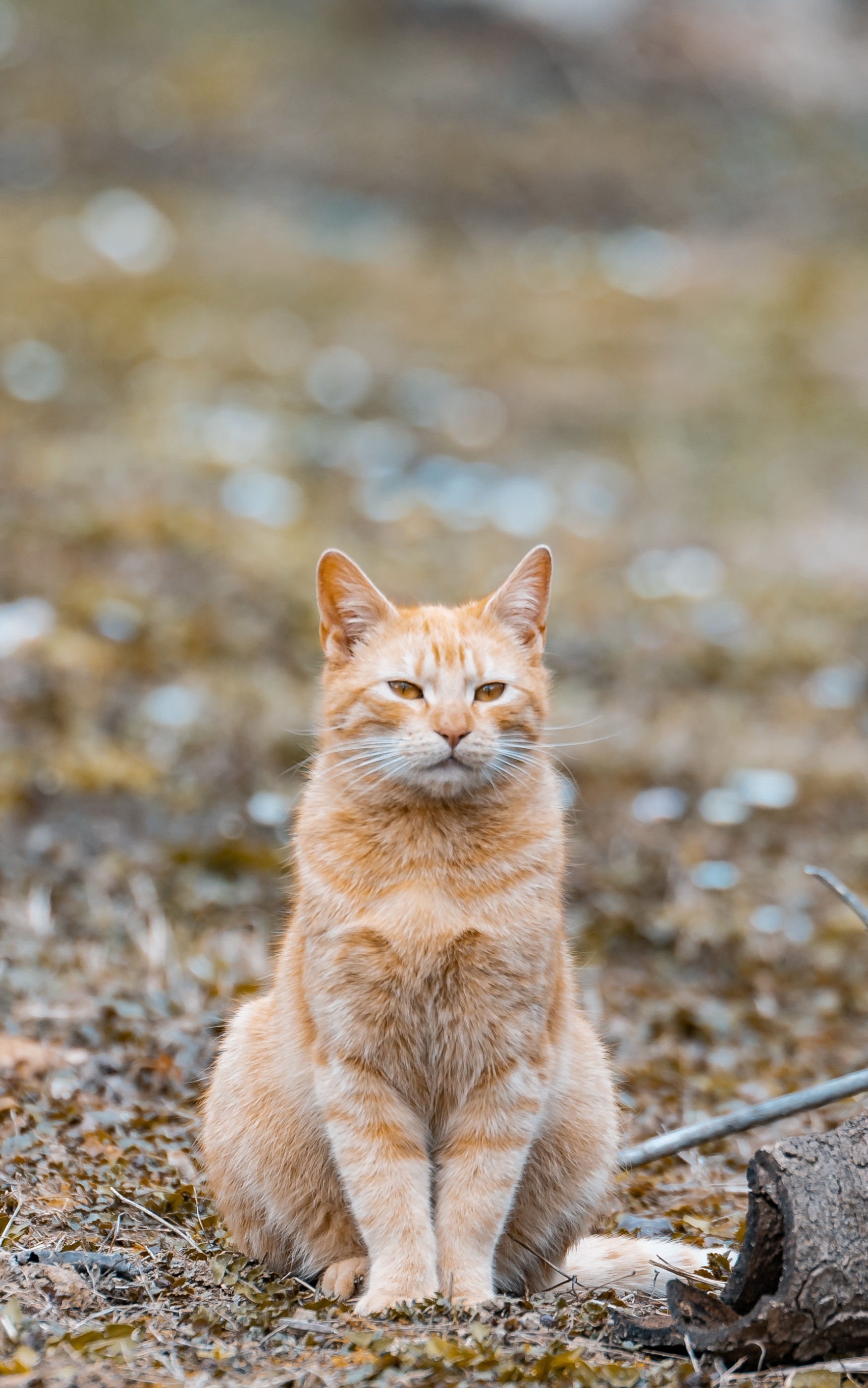 Handy-Wallpaper Tiere, Katzen, Katze kostenlos herunterladen.